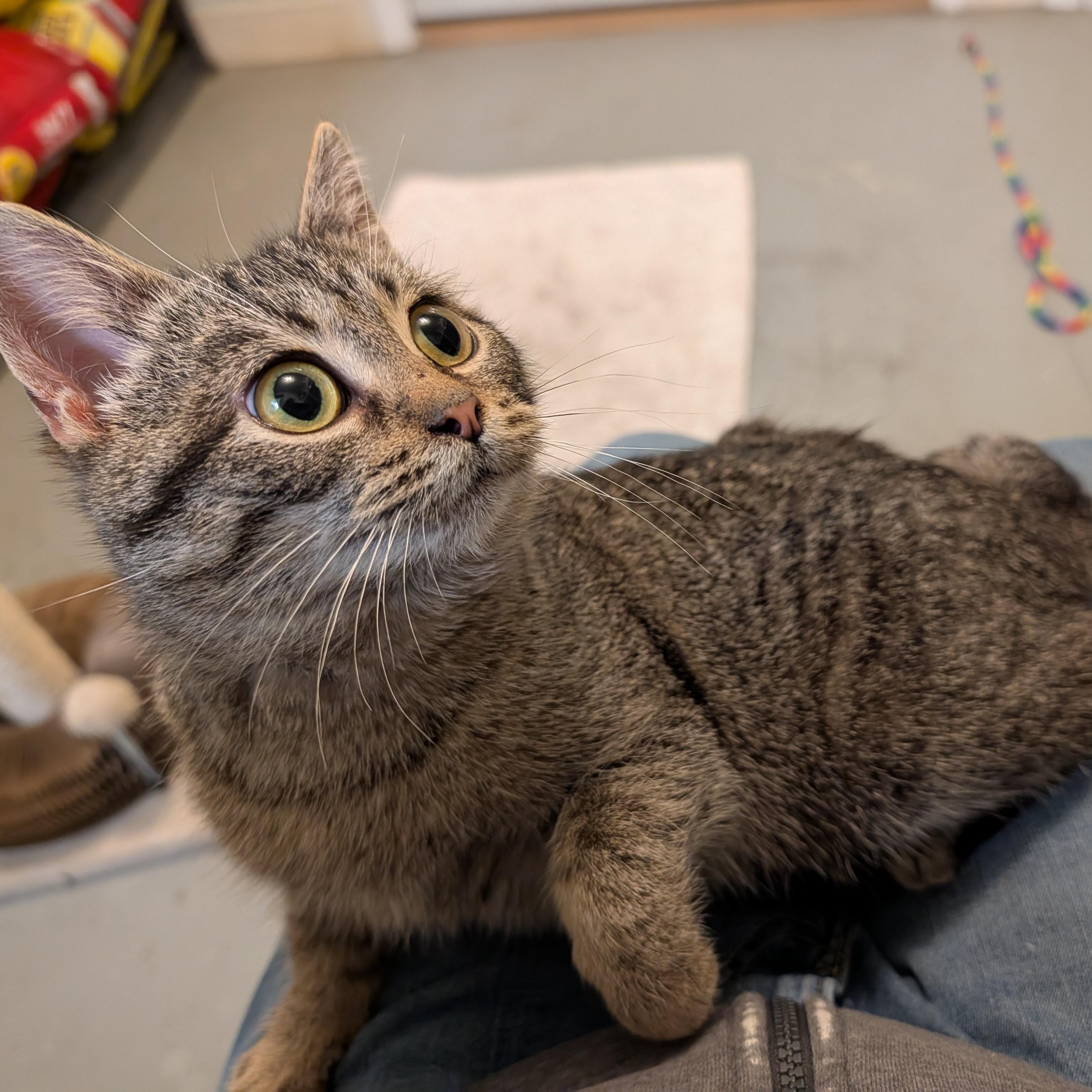 Enlarge Pepper, a Adoptable Domestic Short Hair in Manistique, MI image 1/4