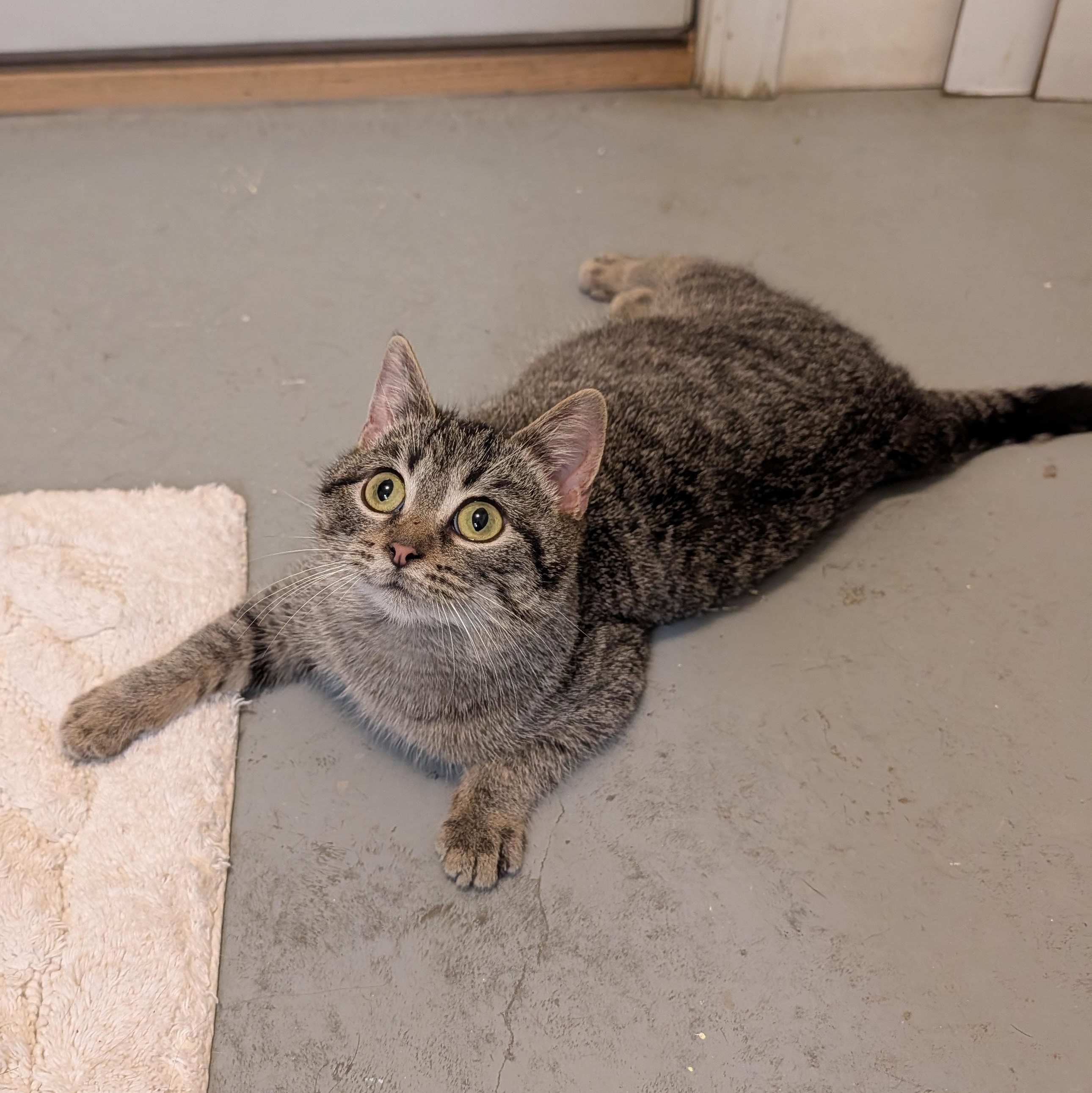 Enlarge Pepper, a Adoptable Domestic Short Hair in Manistique, MI image 4/4