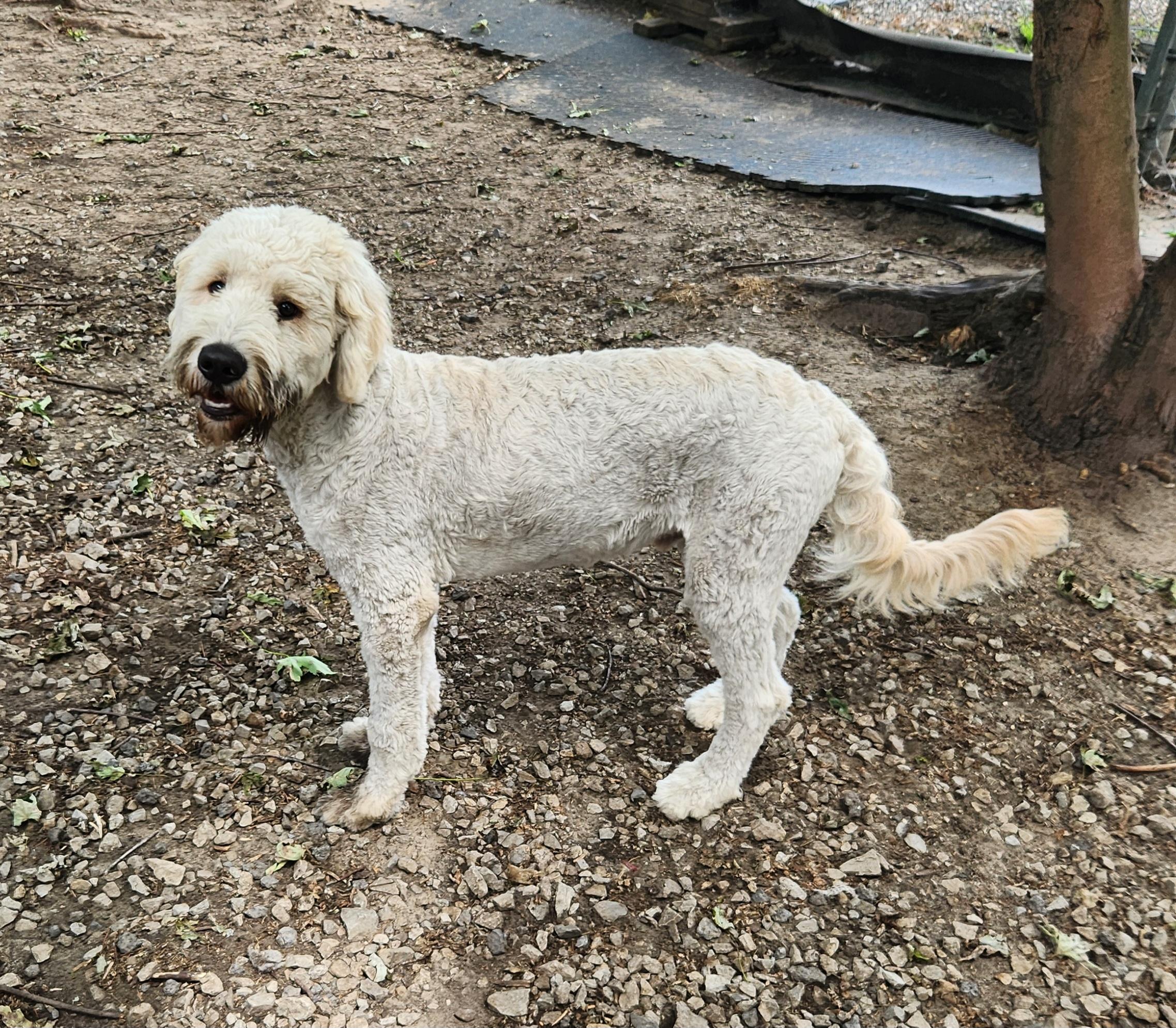 Enlarge Finn, an adopted Goldendoodle in Liberty Center, OH image 3/6