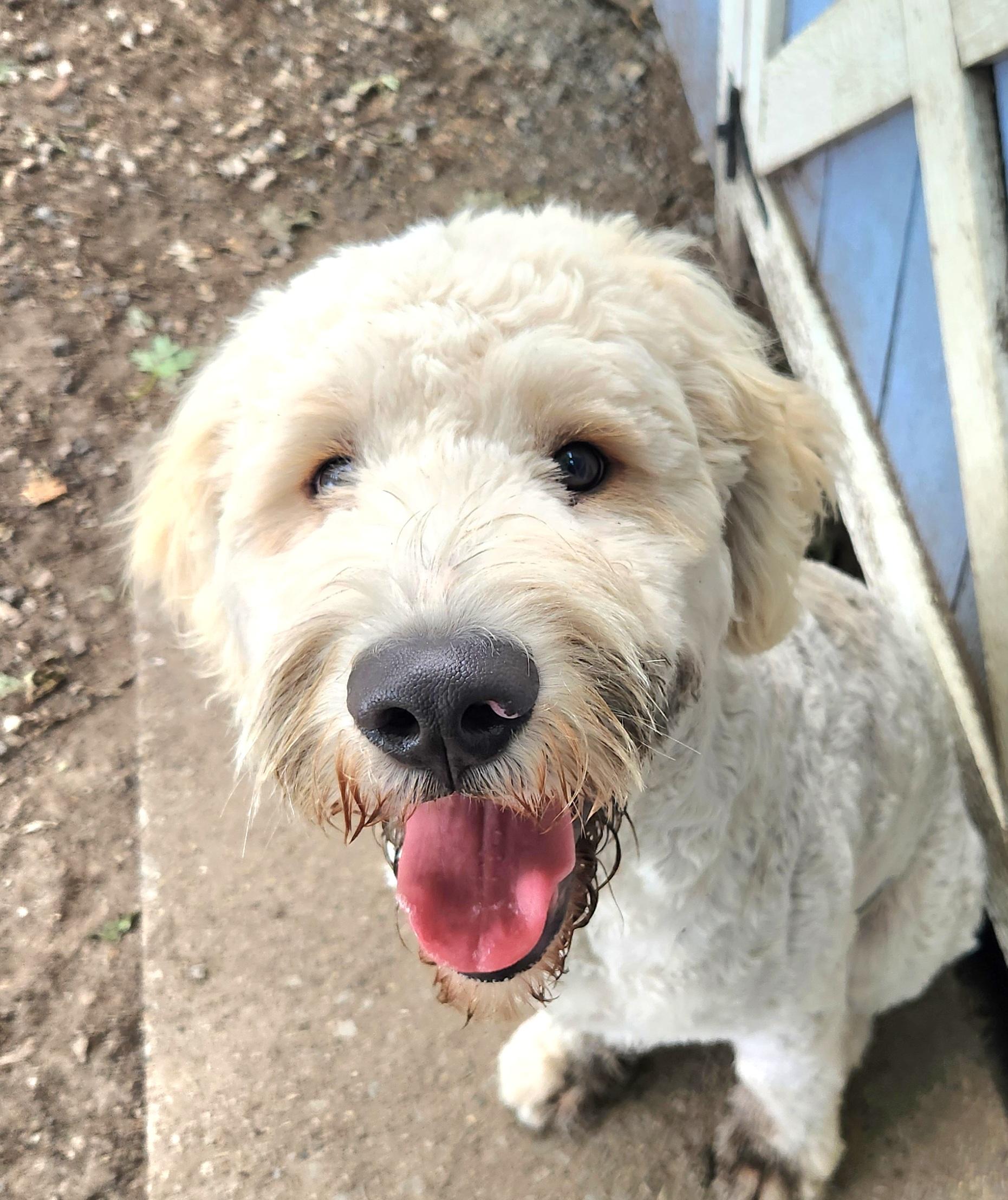 Finn, adopted, Puppy Male Goldendoodle.
