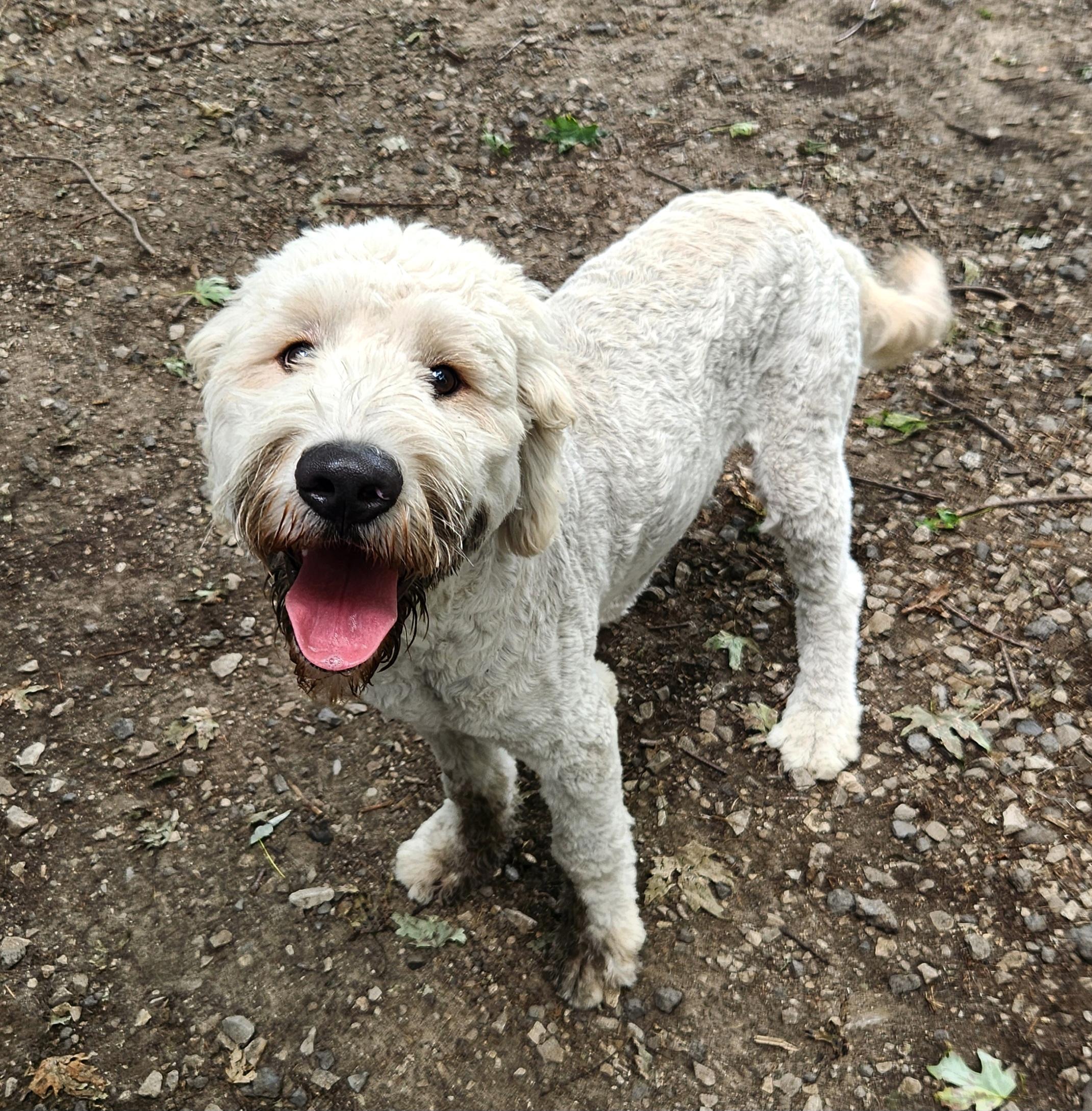 Enlarge Finn, an adopted Goldendoodle in Liberty Center, OH image 5/6