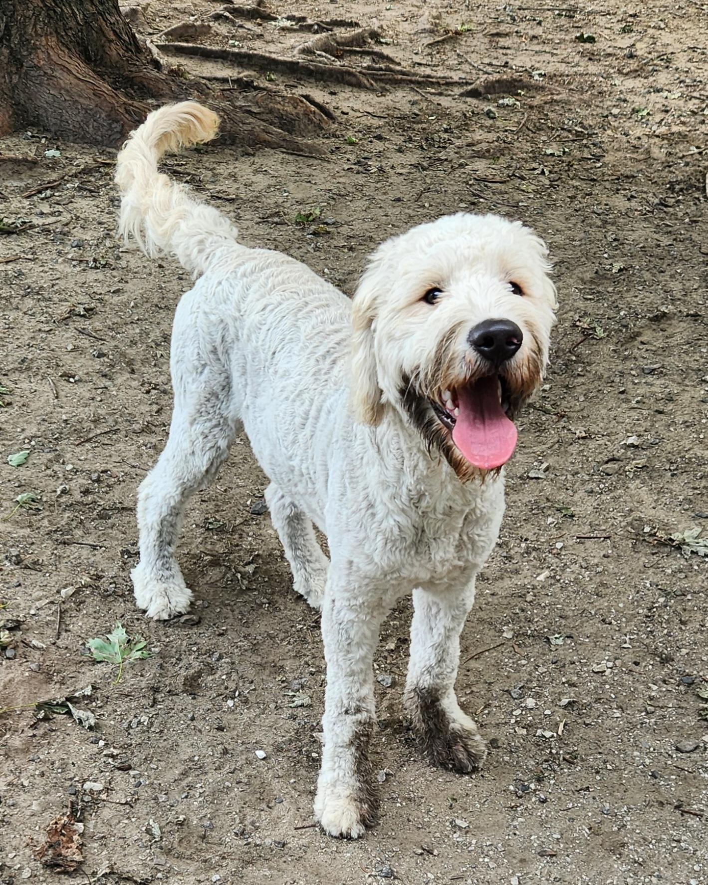 Enlarge Finn, an adopted Goldendoodle in Liberty Center, OH image 4/6