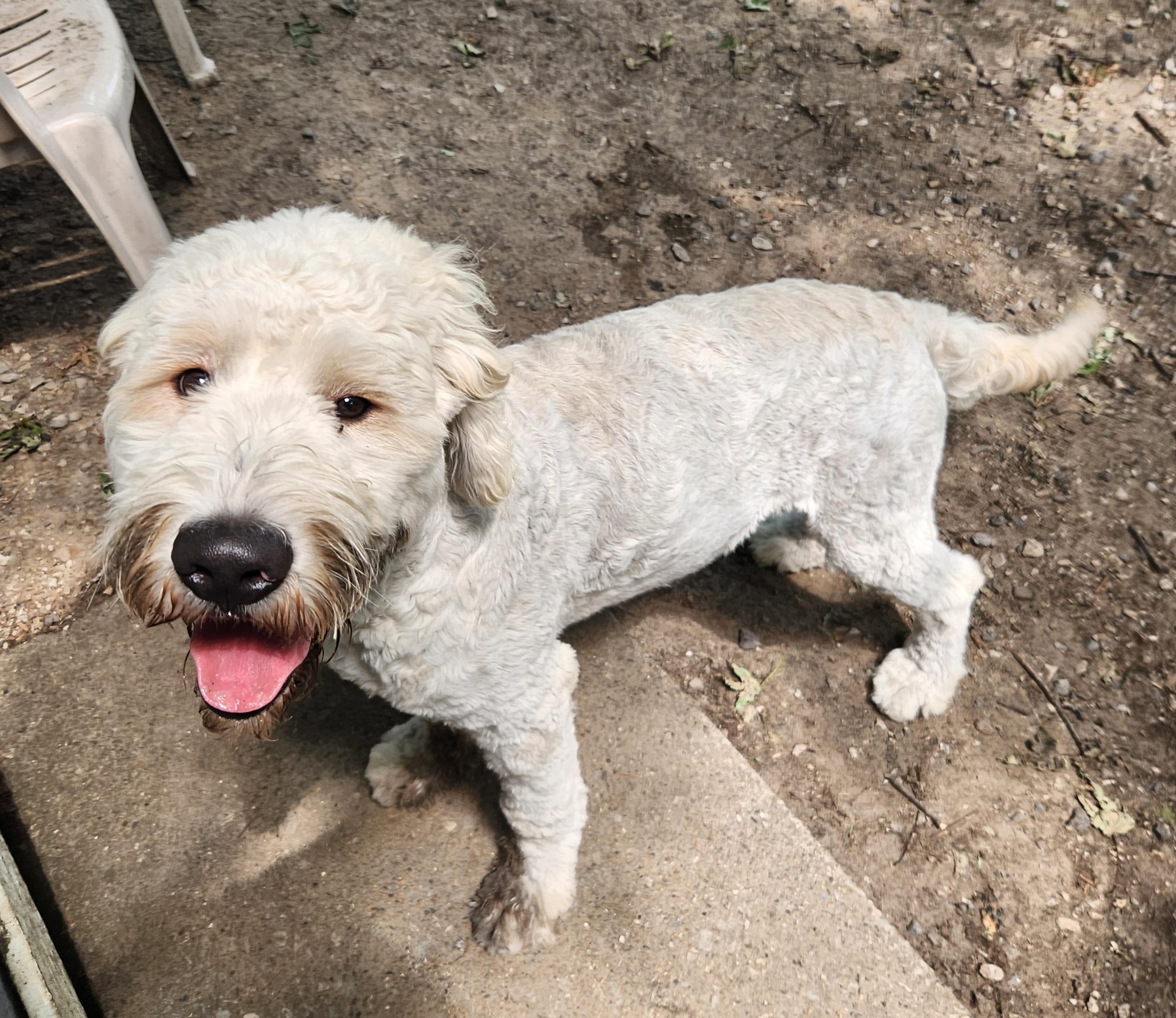 Enlarge Finn, an adopted Goldendoodle in Liberty Center, OH image 6/6