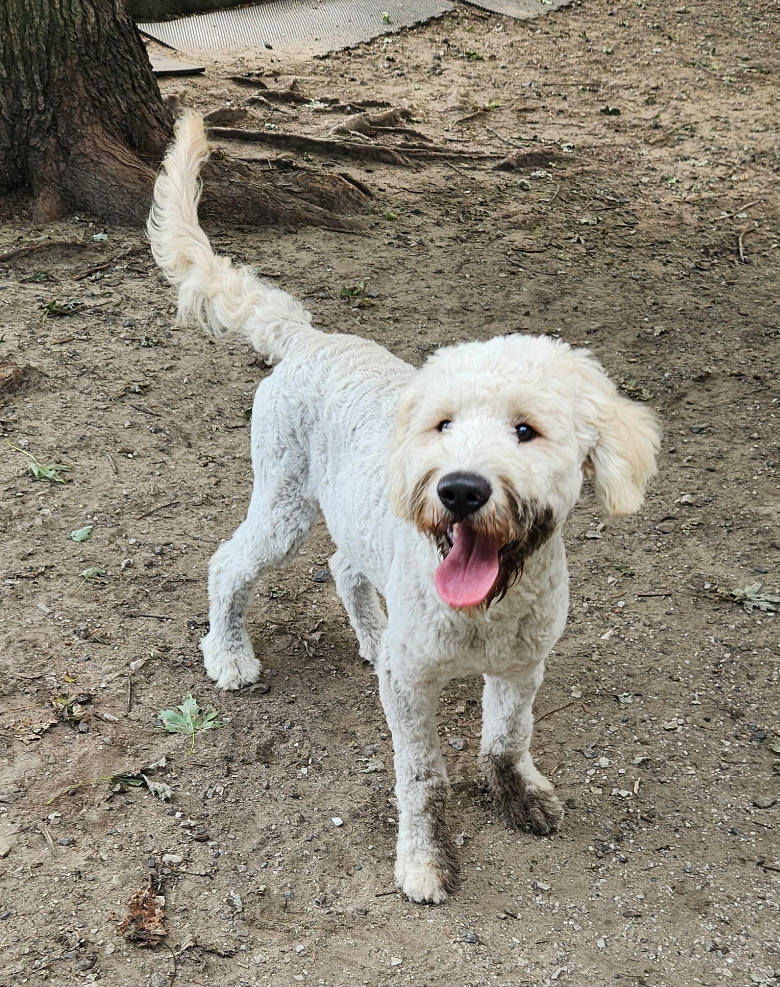 Enlarge Finn, an adopted Goldendoodle in Liberty Center, OH image 2/6