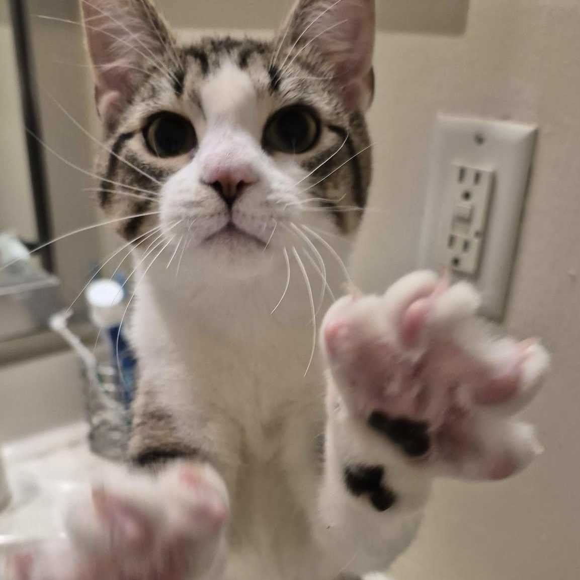 Everjean, ADOPTABLE, Young Female Domestic Short Hair.