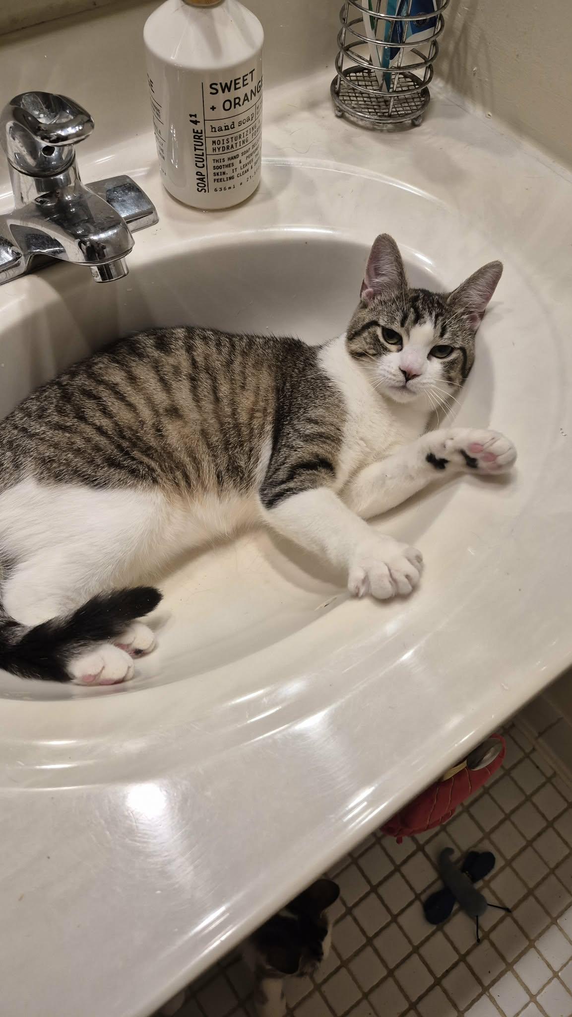 Enlarge Everjean, a ADOPTABLE Domestic Short Hair in St. Clair Shores, MI image 2/2