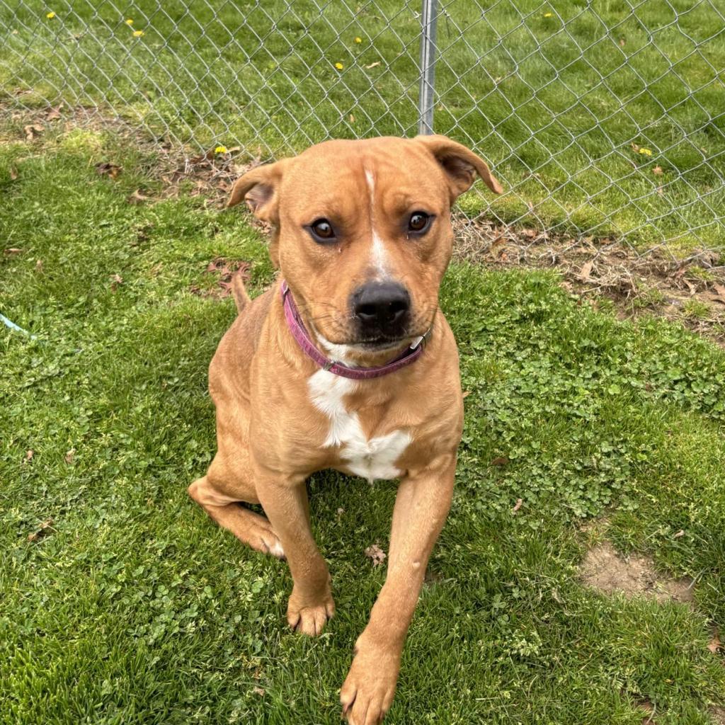 Chewie, Adoptable, Adult Male Mixed Breed.