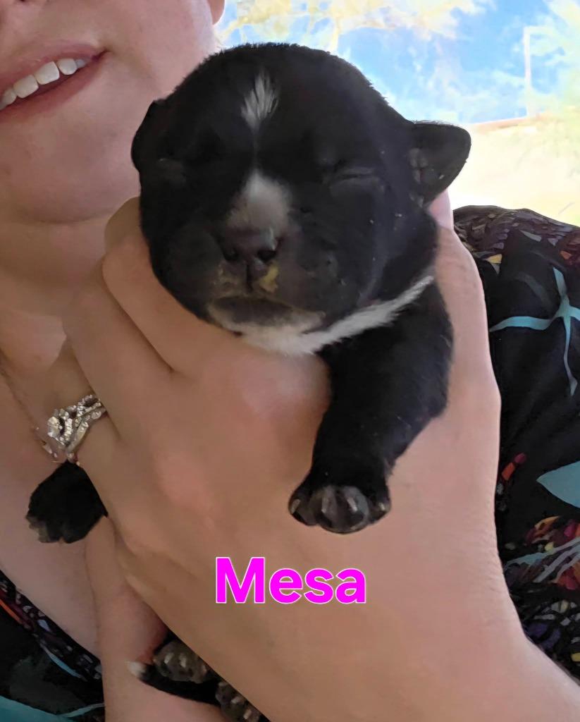 Mesa, Adoptable, Puppy Female Blue Lacy & Boxer.