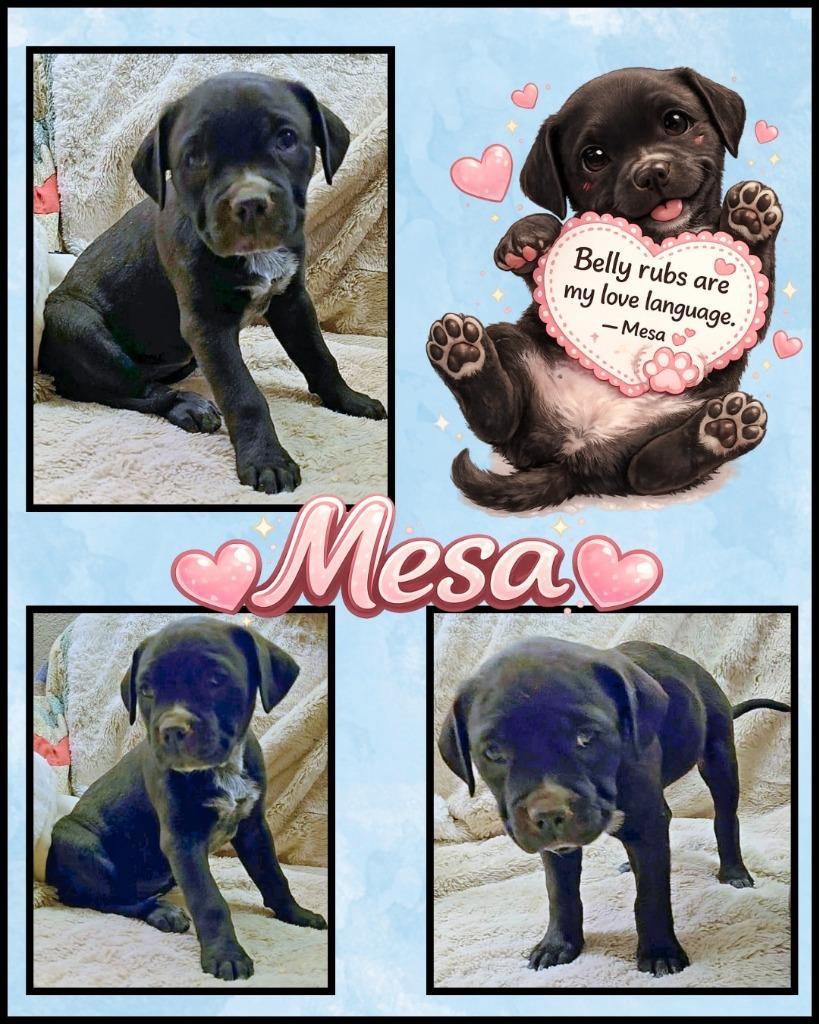 Enlarge Mesa, a Adoptable mixed breed in Mesa, AZ image 2/2