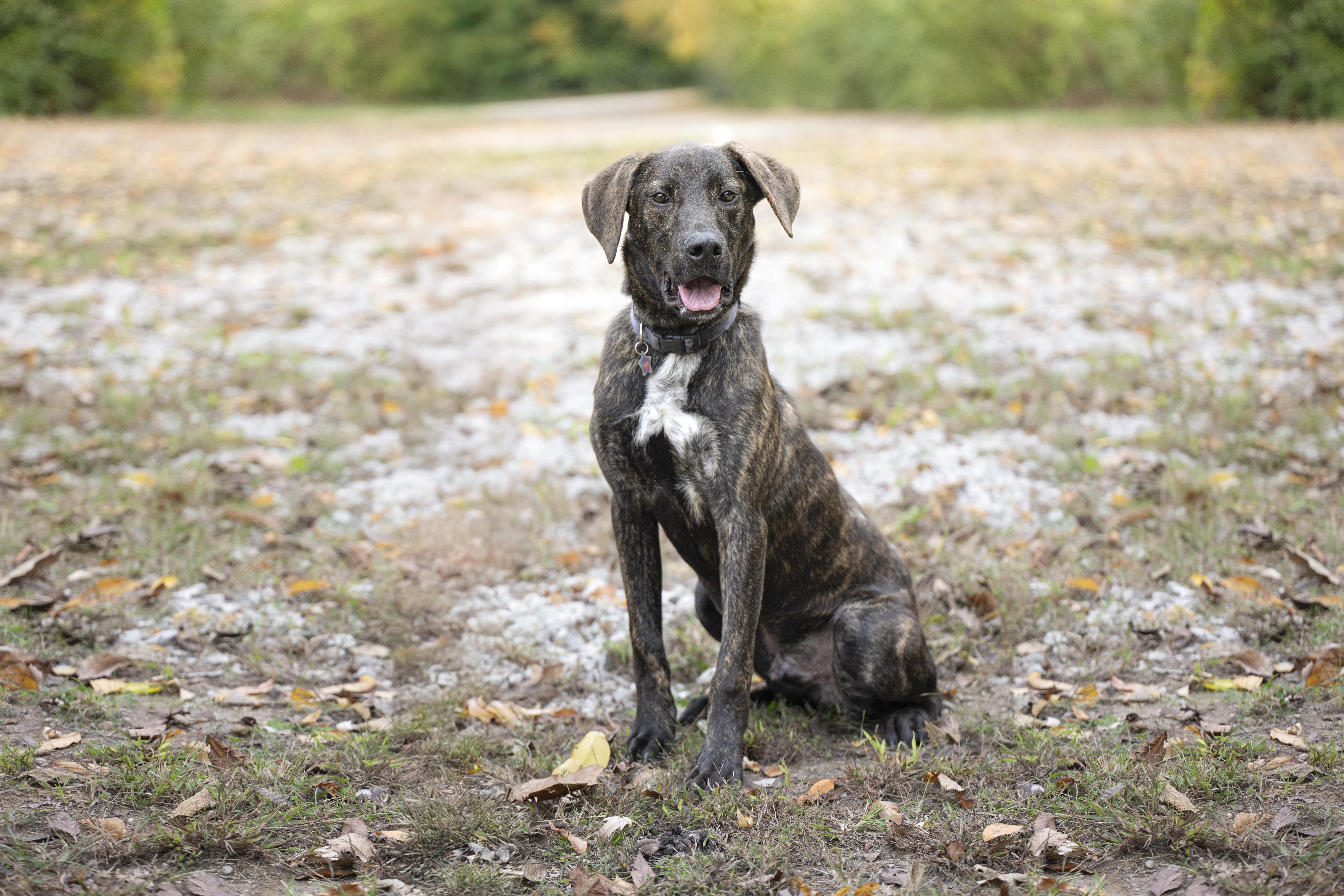 Furry Styles, a Adoptable mixed breed in Terre Haute, IN image 1/3
