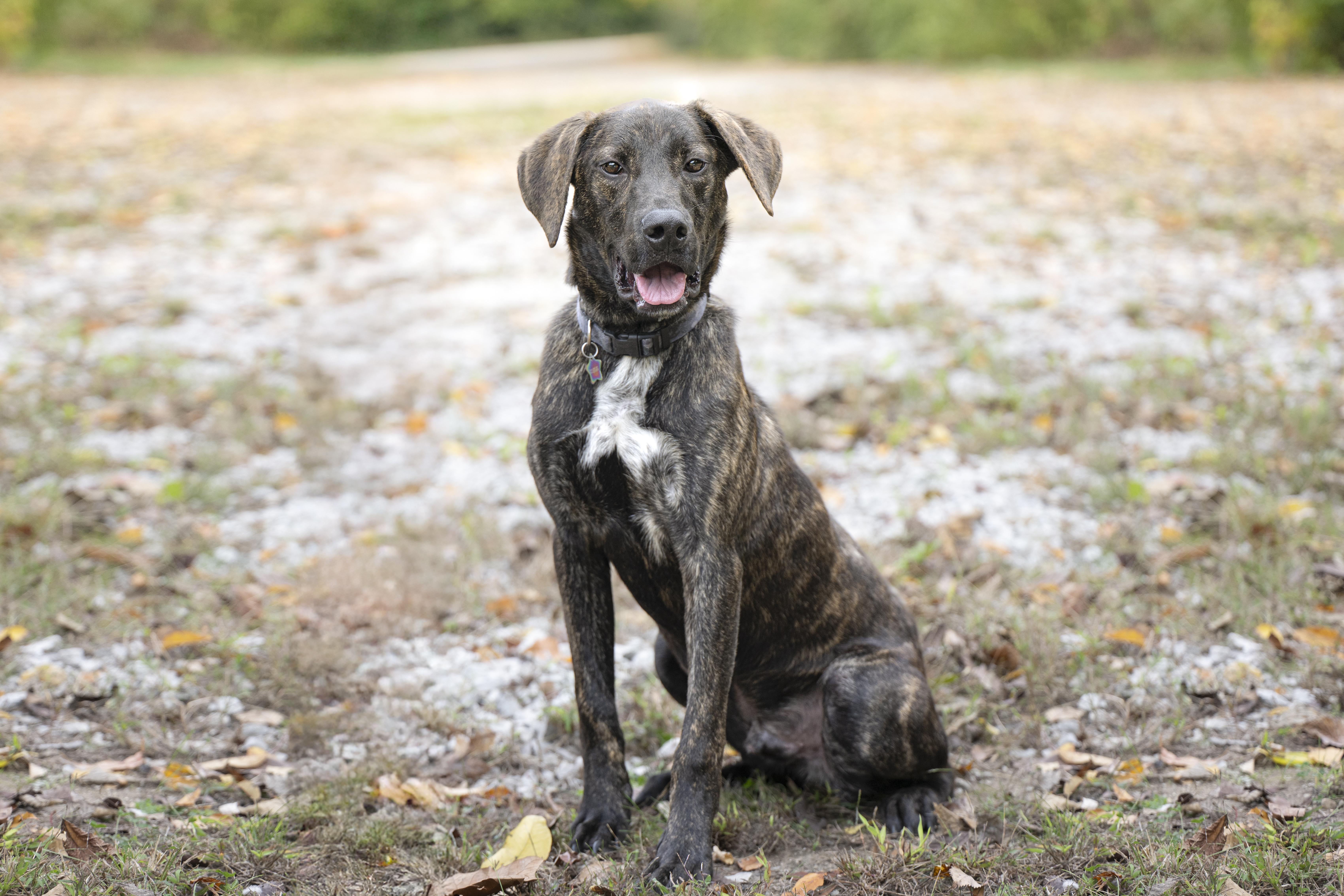 Furry Styles, a Adoptable mixed breed in Terre Haute, IN image 2/3
