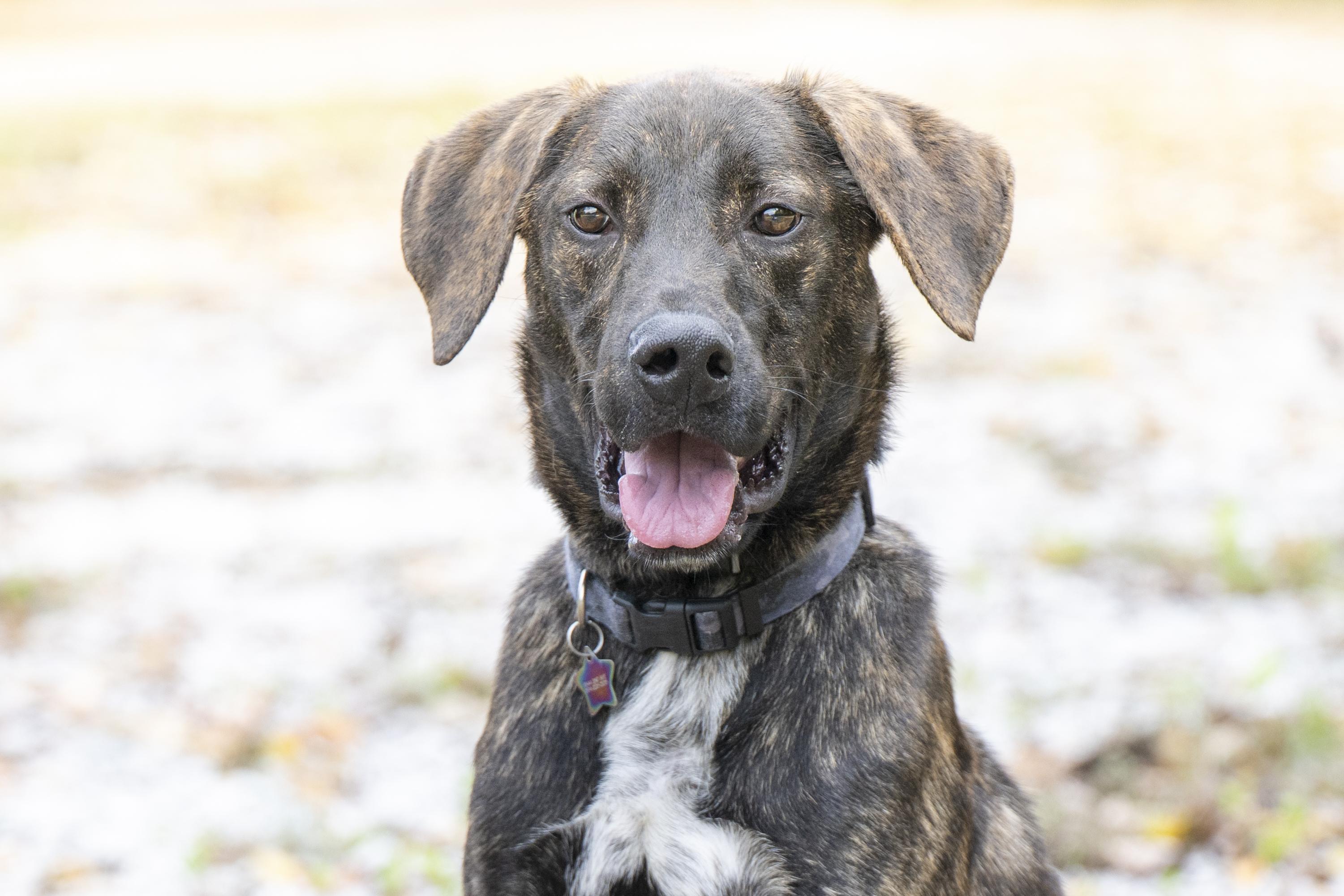 Furry Styles, a Adoptable mixed breed in Terre Haute, IN image 3/3