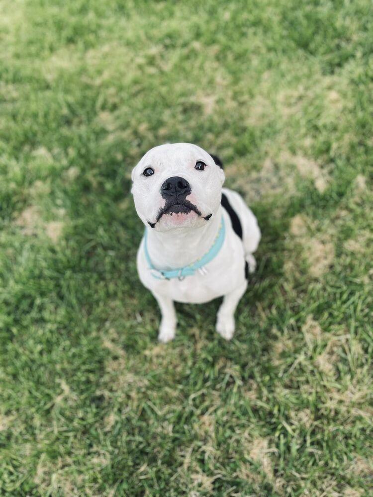 Charlie, Adoptable, Adult Male Pit Bull Terrier.