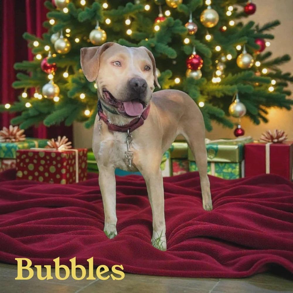 Bubbles #A2887 π, Adoptable, Adult Female Pit Bull Terrier.