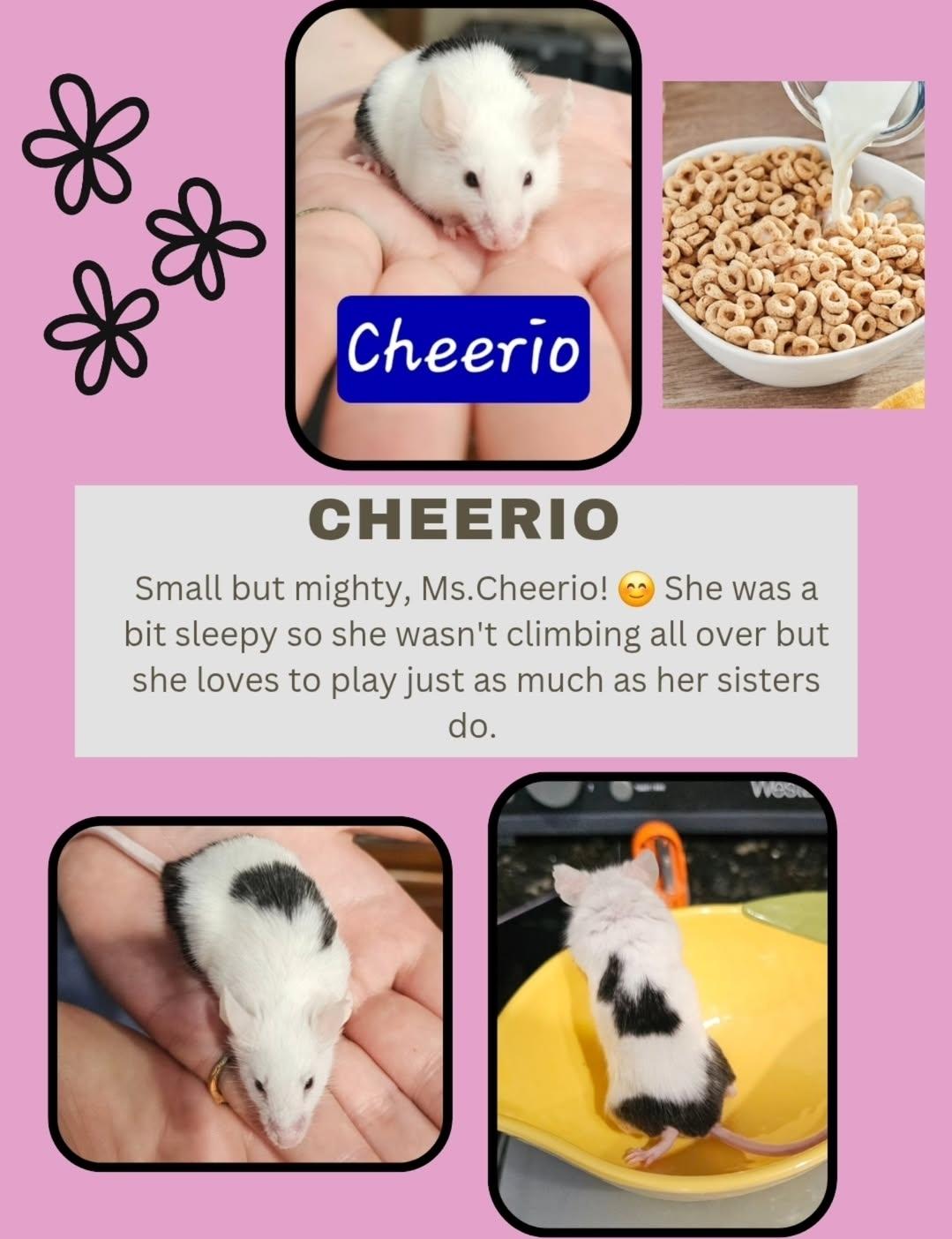 Cereal Bunch of Mice, a Adoptable Mouse in West Chester, OH image 1/4