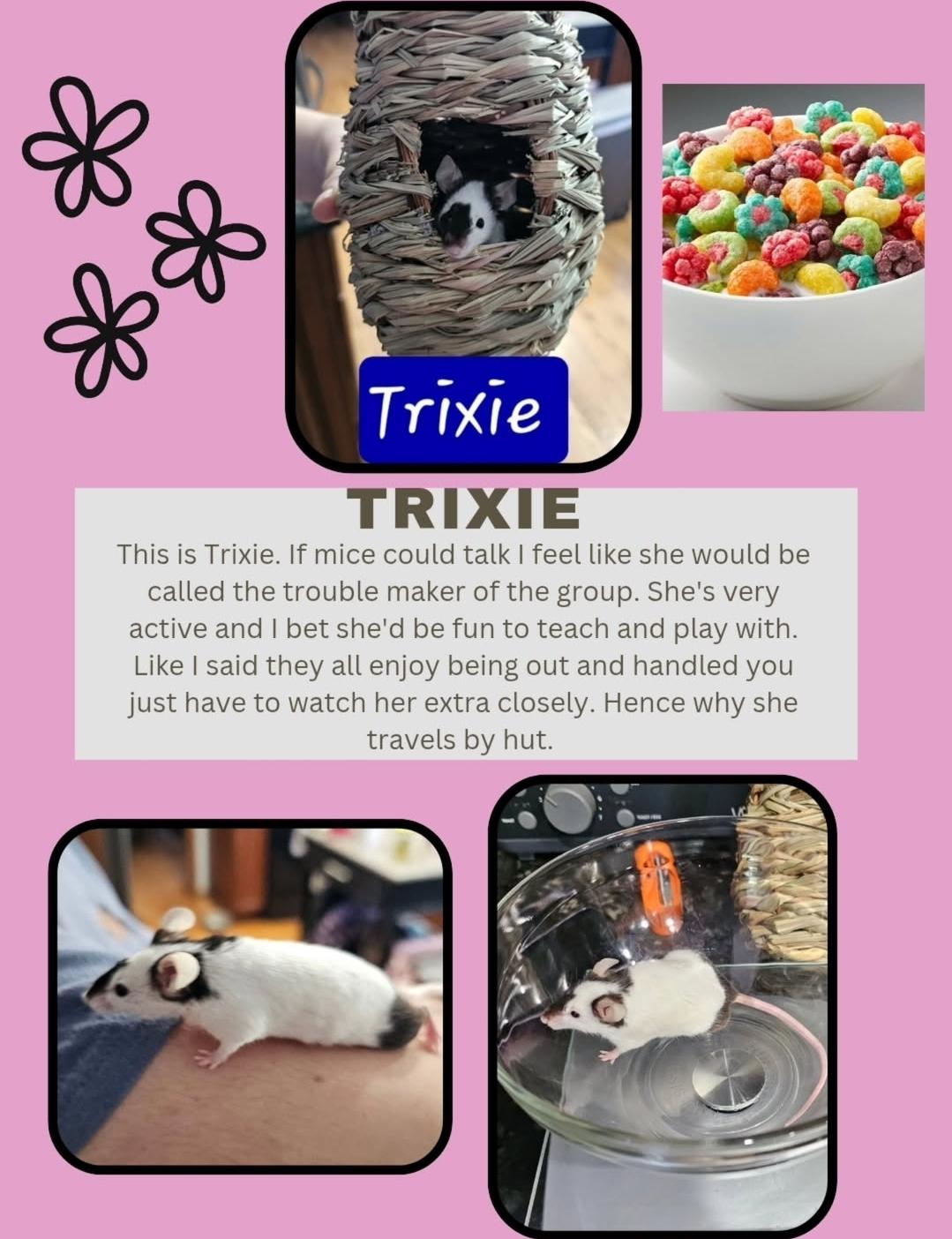 Cereal Bunch of Mice, a Adoptable Mouse in West Chester, OH image 2/4