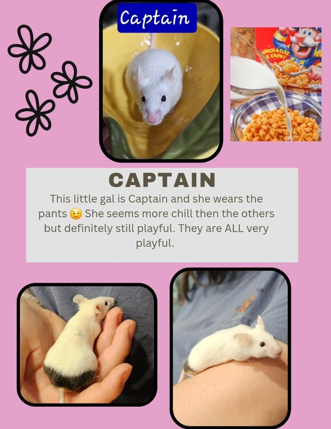 Cereal Bunch of Mice, a Adoptable Mouse in West Chester, OH image 3/4