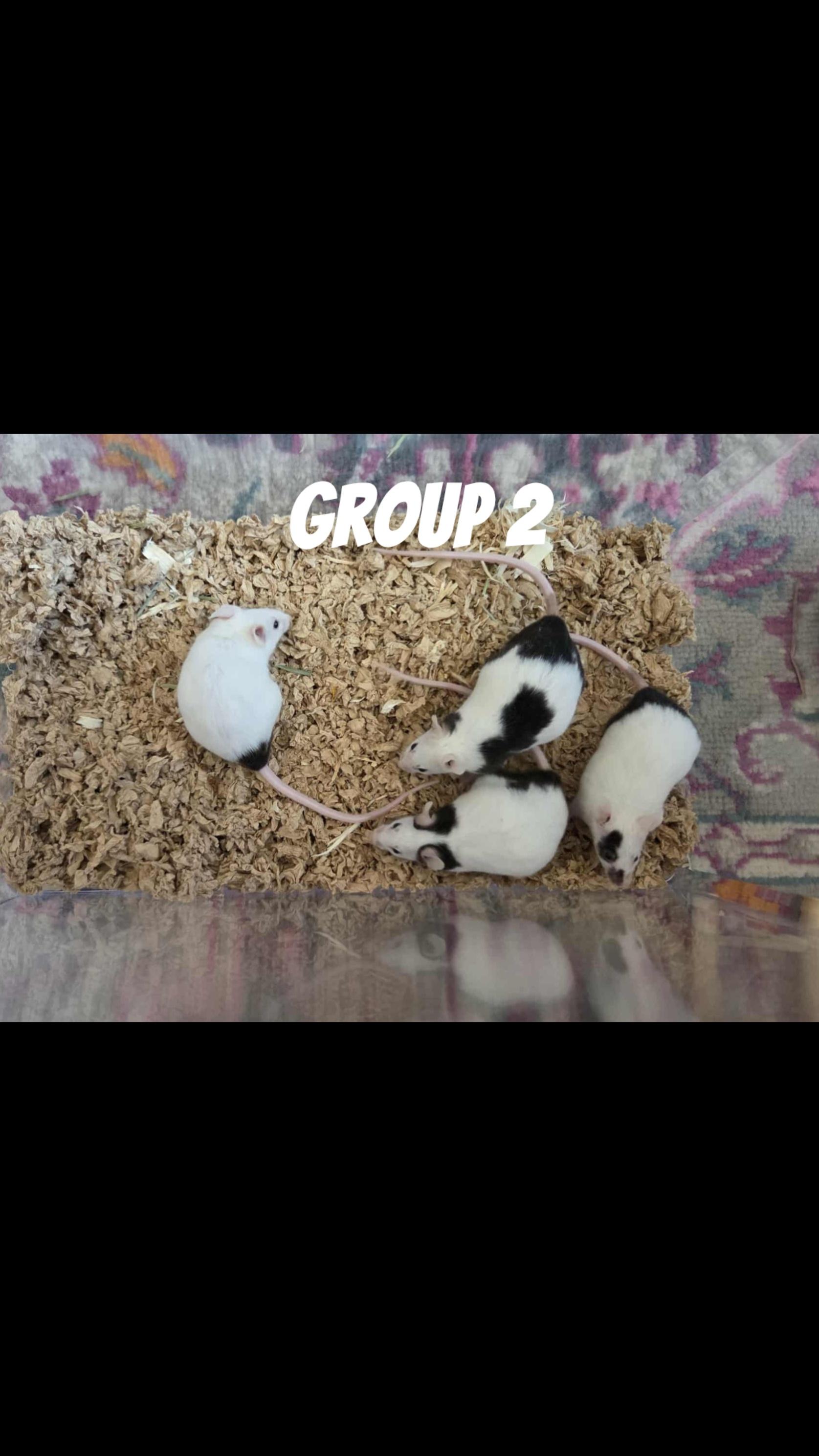 Female Mice