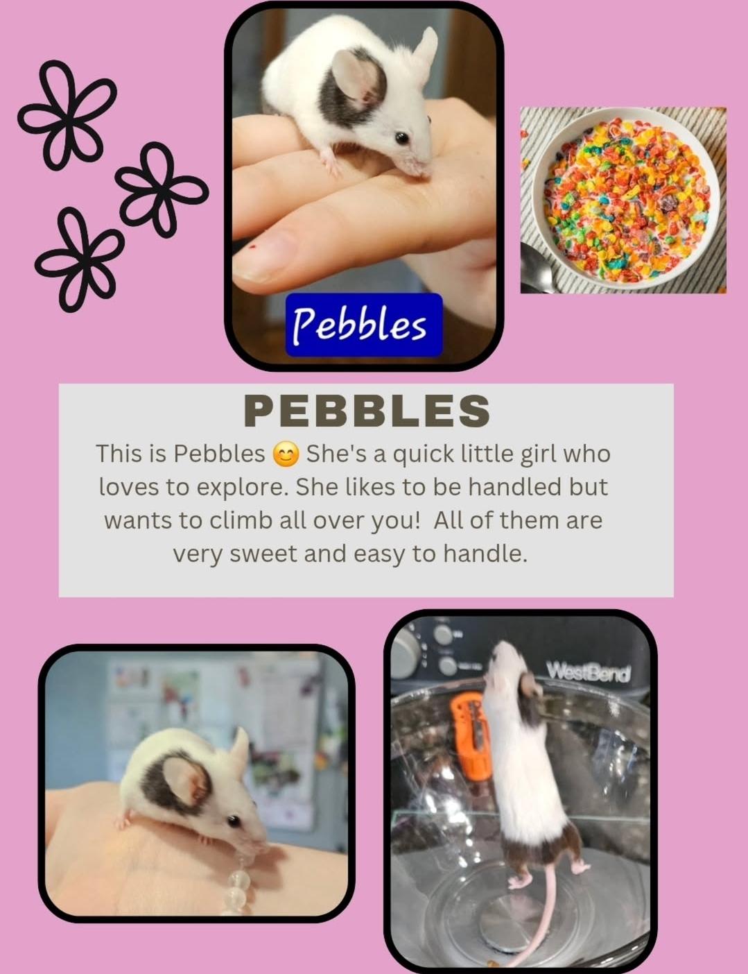 Cereal Bunch of Mice, a Adoptable Mouse in West Chester, OH image 4/4