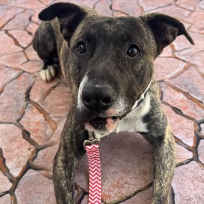 Ivan, Adoptable, Adult Male Pit Bull Terrier & Mixed Breed.
