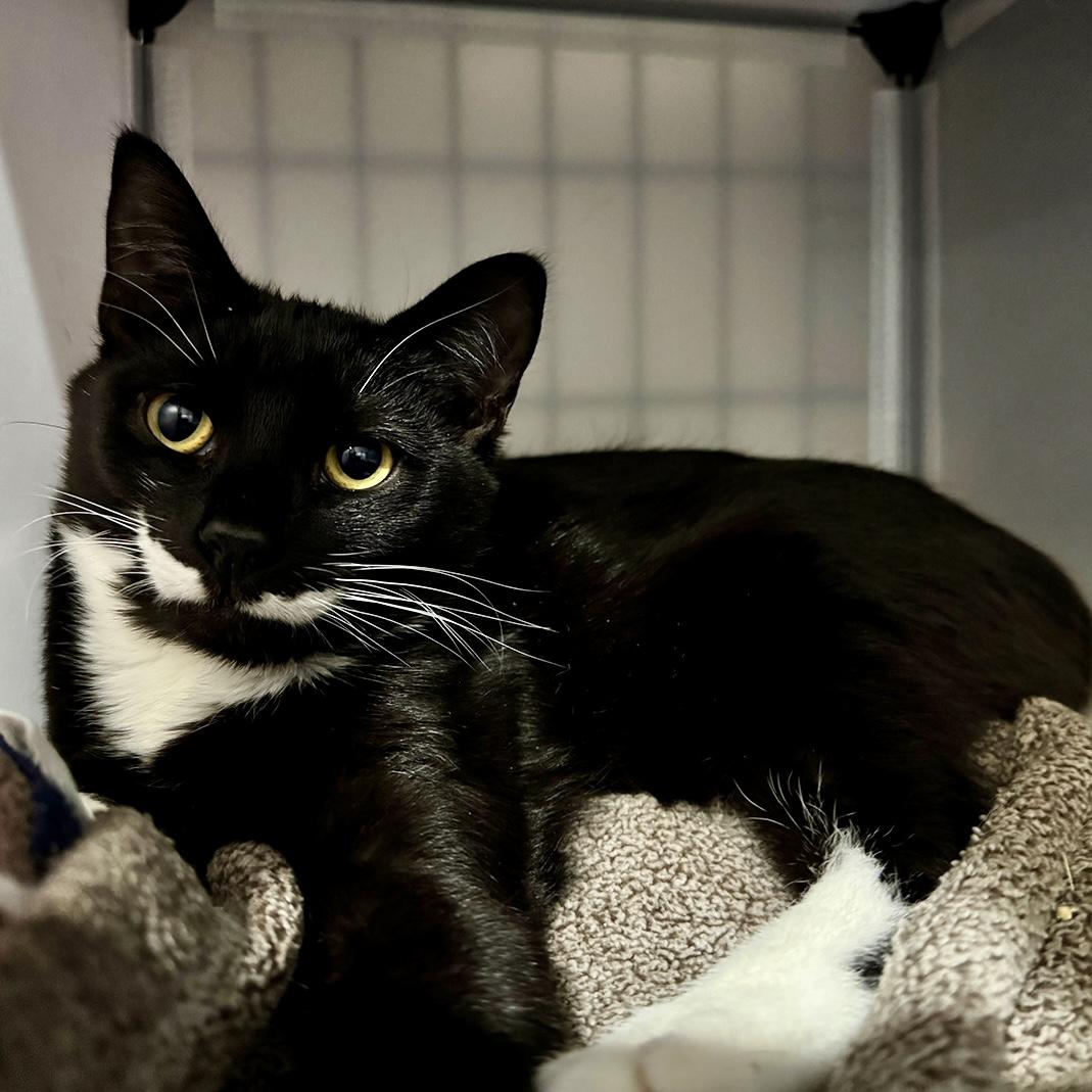 Enlarge Cosmo, a Adoptable Domestic Short Hair in Alexandria, VA image 3/5