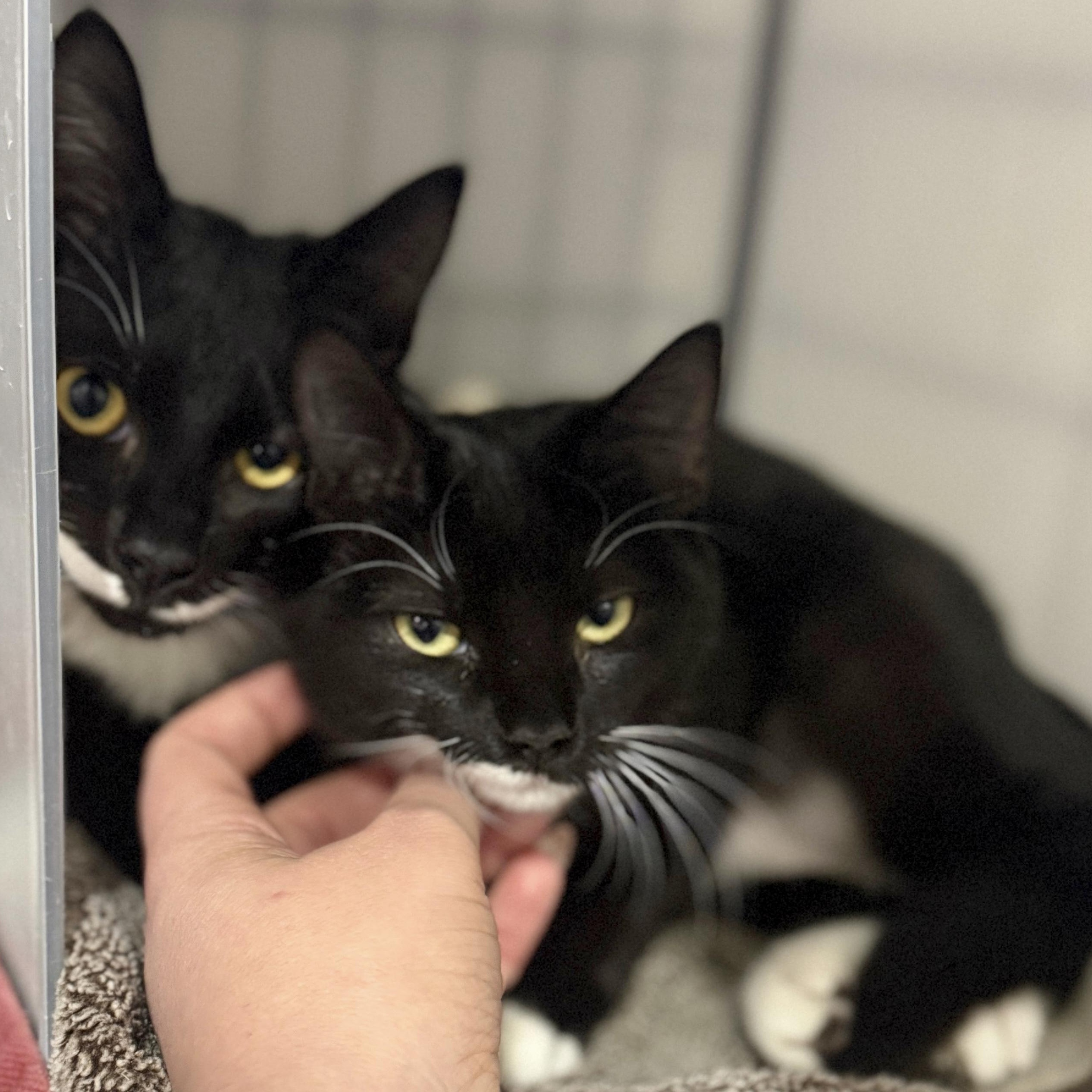 Enlarge Cosmo, a Adoptable Domestic Short Hair in Alexandria, VA image 4/5