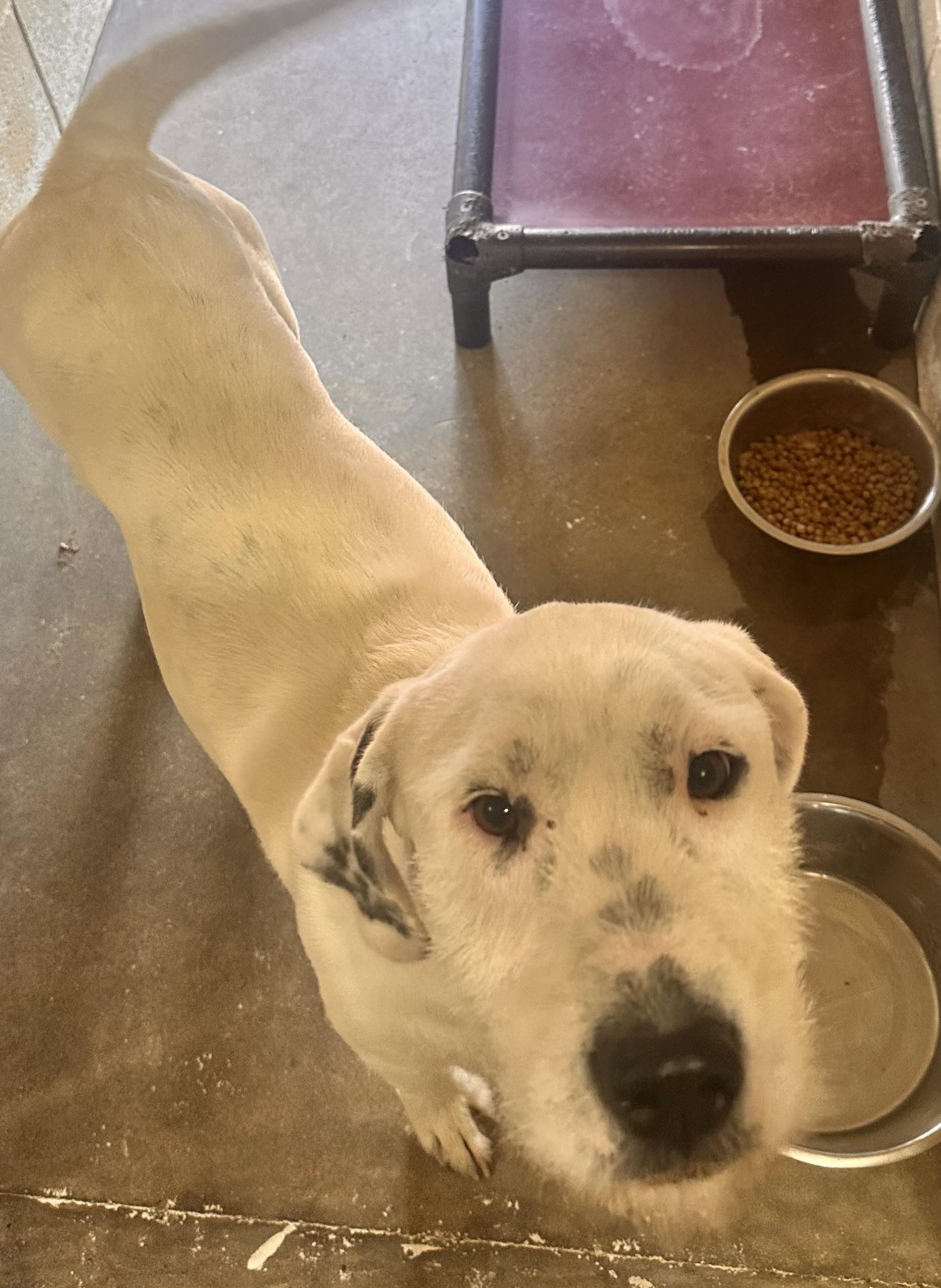 Enlarge XENA, a Adopted mixed breed in Paris , TN image 1/1