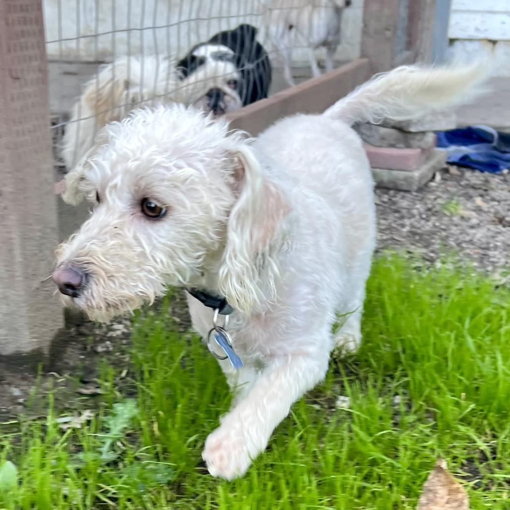 Perry, a Adoptable mixed breed in Sonoma, CA image 1/4