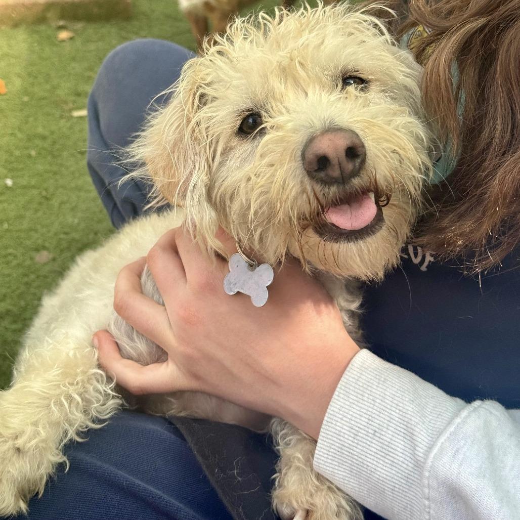 Enlarge Perry, a Adoptable mixed breed in Sonoma, CA image 2/5