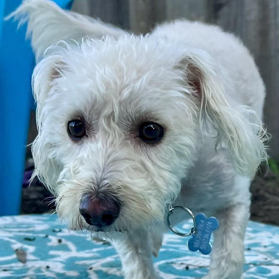 Perry, a Adoptable mixed breed in Sonoma, CA image 2/4