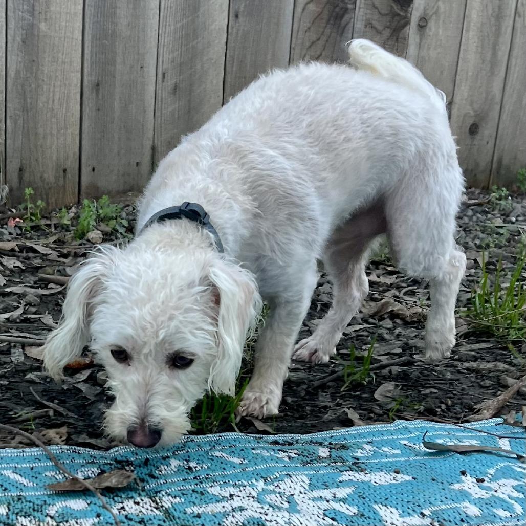 Perry, a Adoptable mixed breed in Sonoma, CA image 3/4