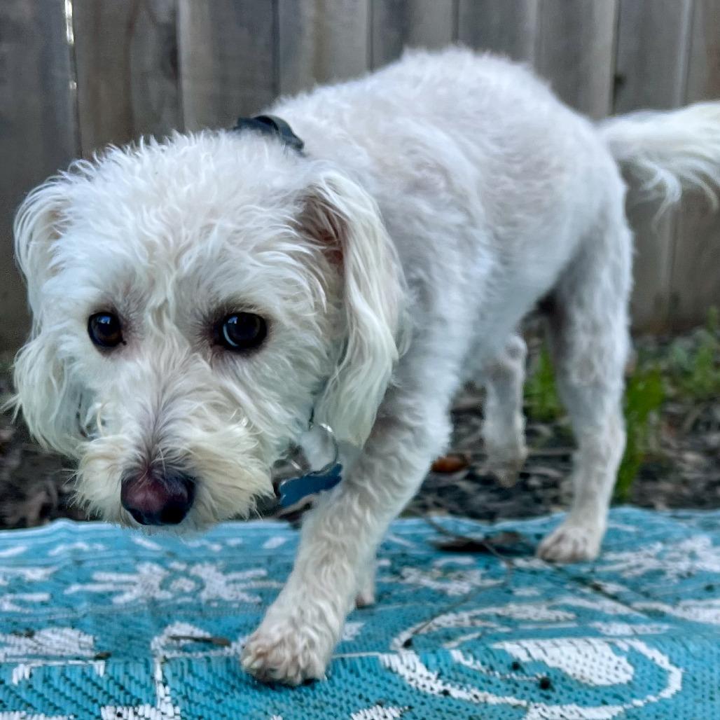 Perry, a Adoptable mixed breed in Sonoma, CA image 4/4