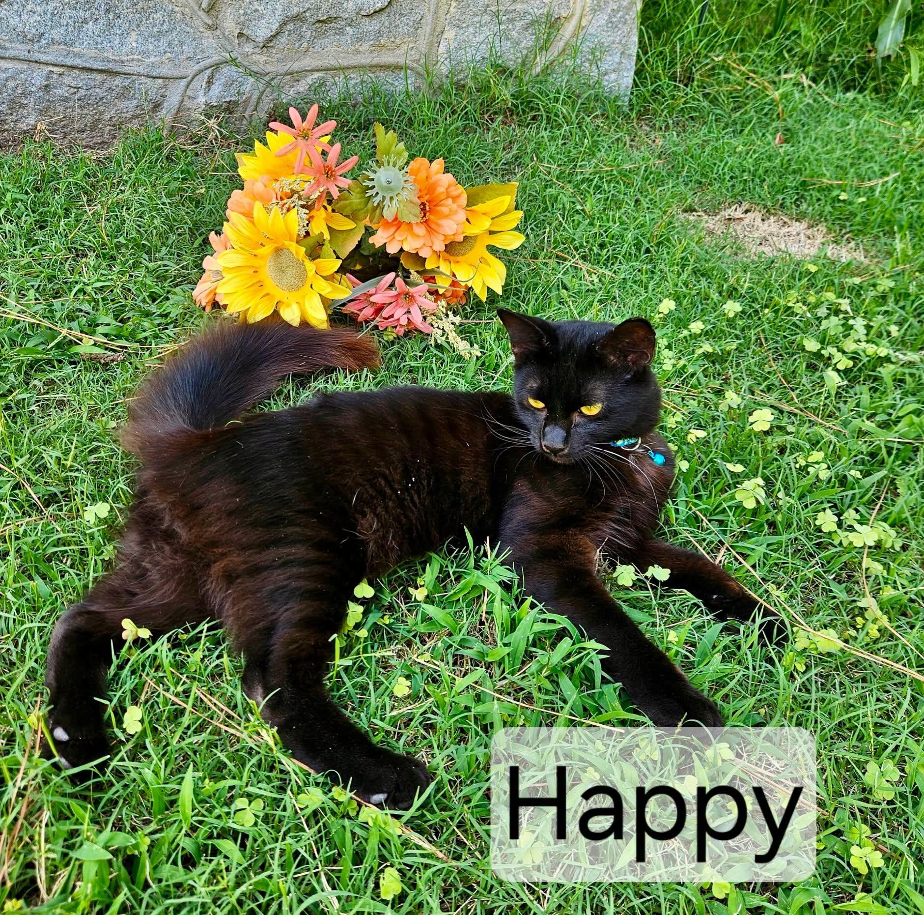 Happy, Adoptable, Young Male American Shorthair.