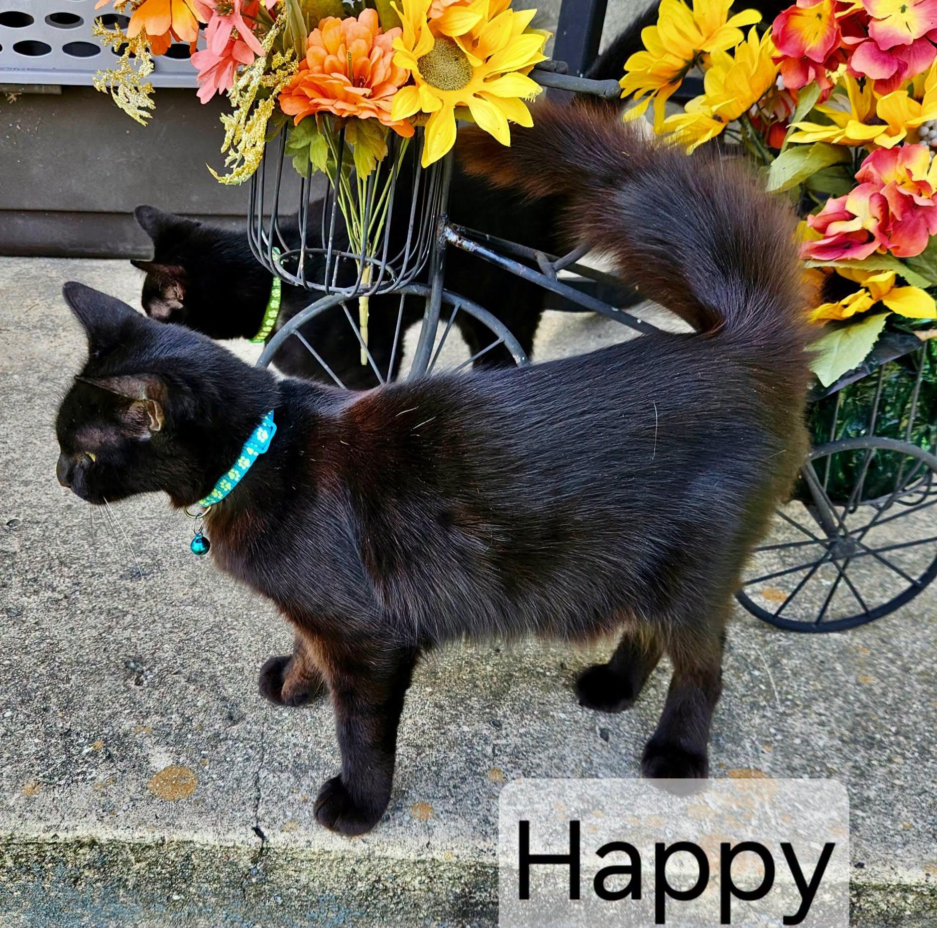 Enlarge Happy, a Adoptable mixed breed in Raleigh, NC image 2/3