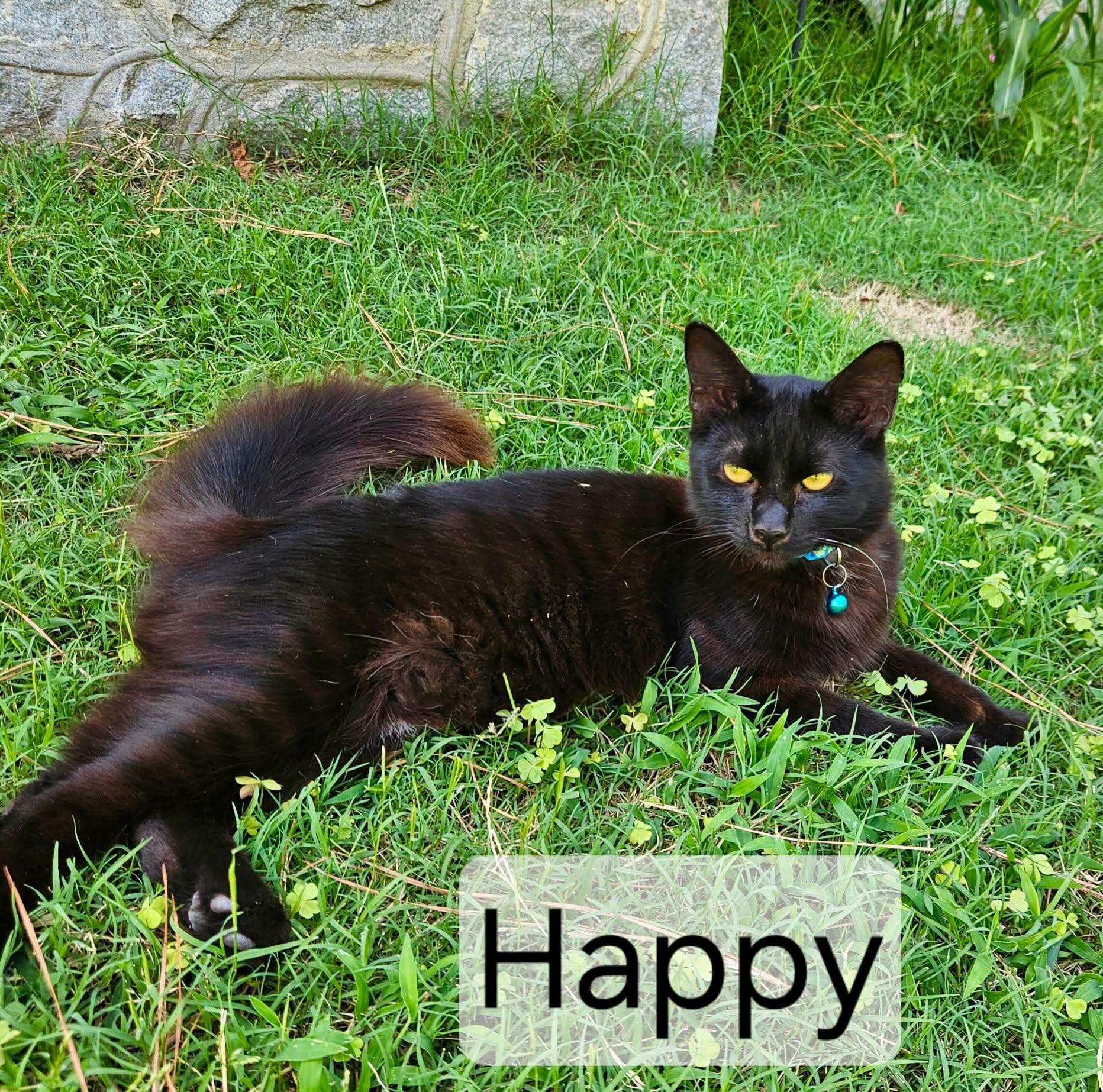 Enlarge Happy, a Adoptable mixed breed in Raleigh, NC image 3/3