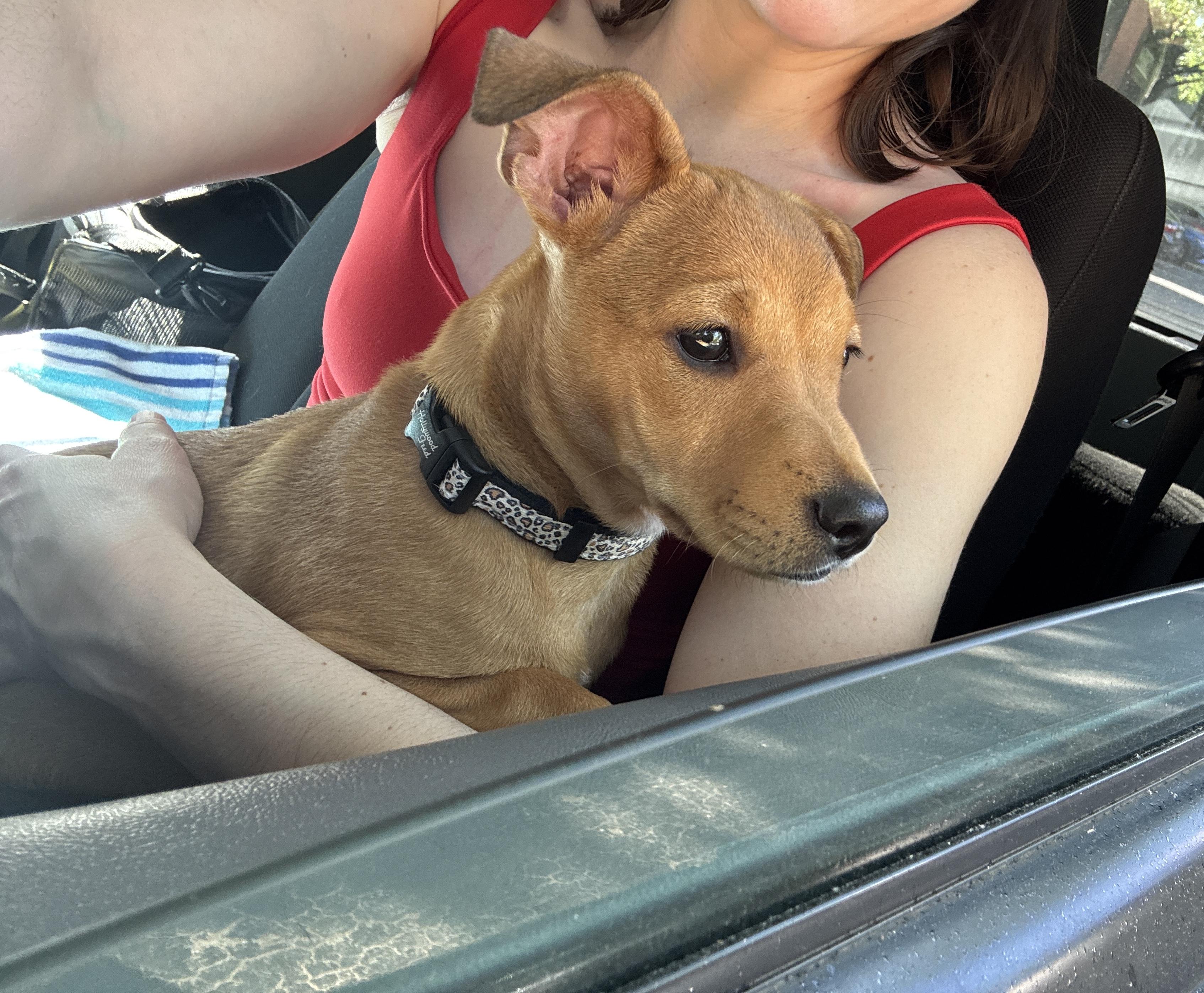BEAU, an adoptable mixed breed in Newborn, GA image 6/6