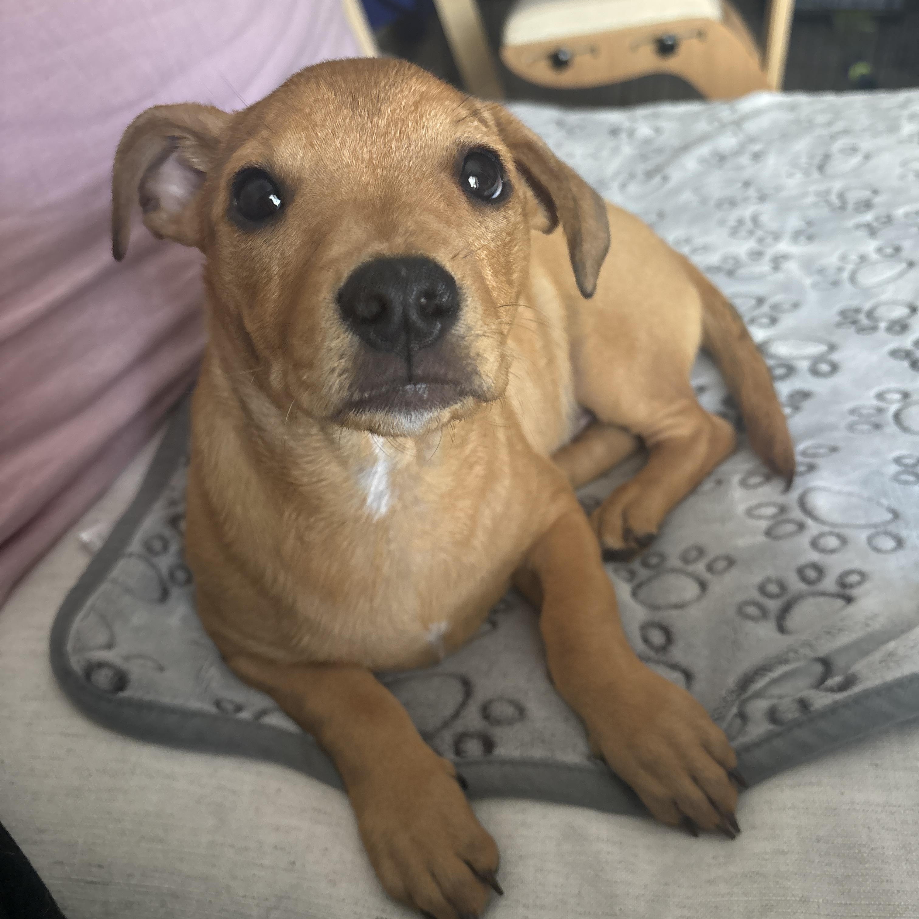 BEAU, an adoptable mixed breed in Newborn, GA image 5/6