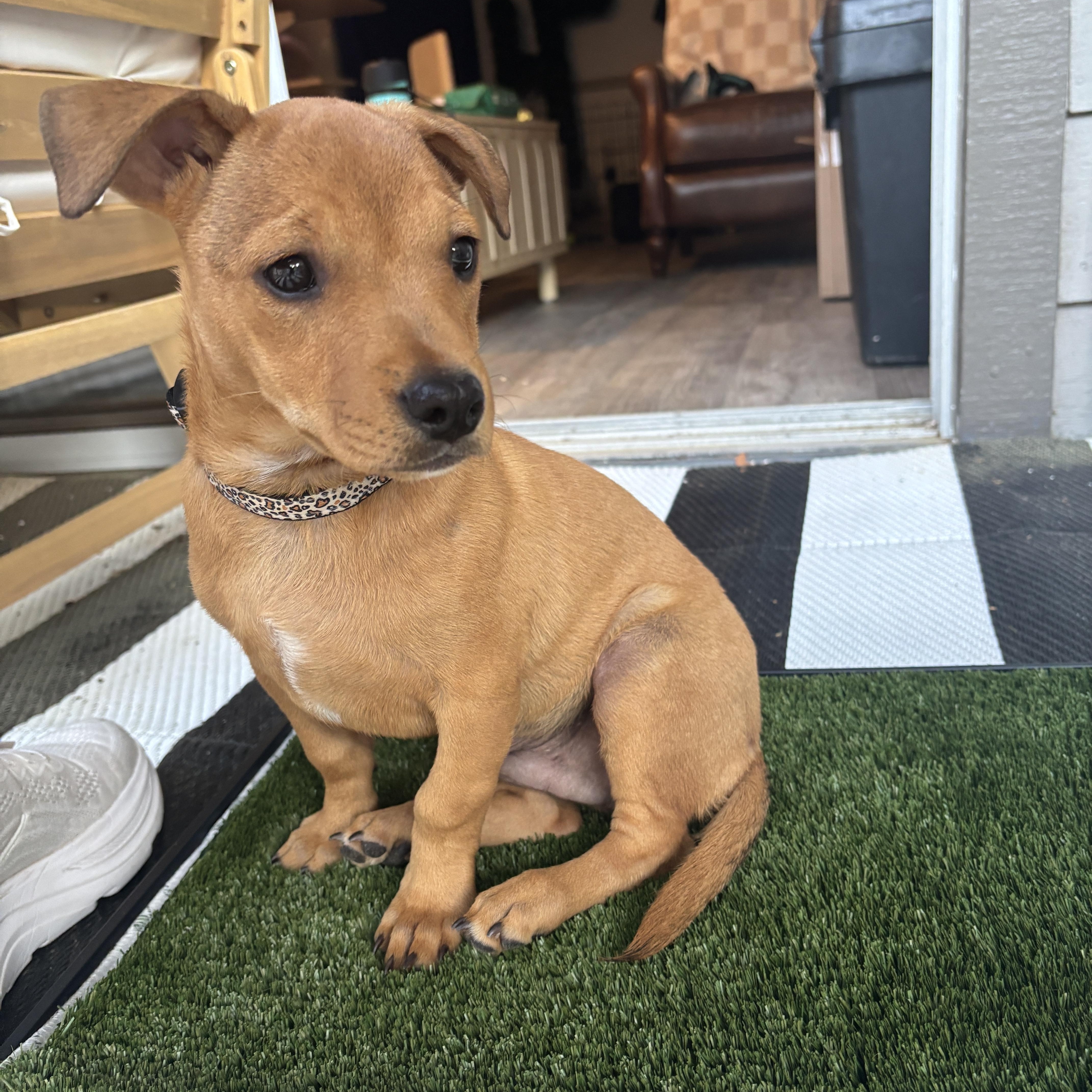BEAU, an adoptable mixed breed in Newborn, GA image 1/6