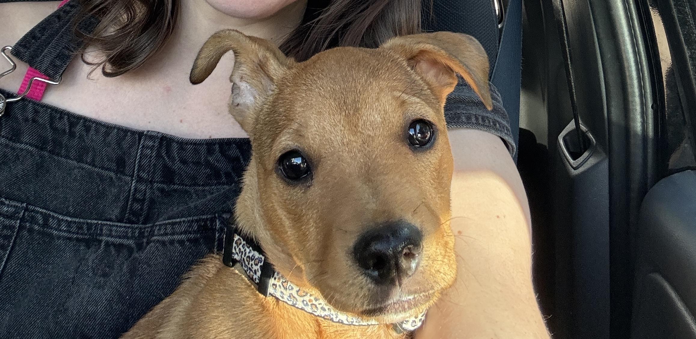 BEAU, an adoptable mixed breed in Newborn, GA image 2/6