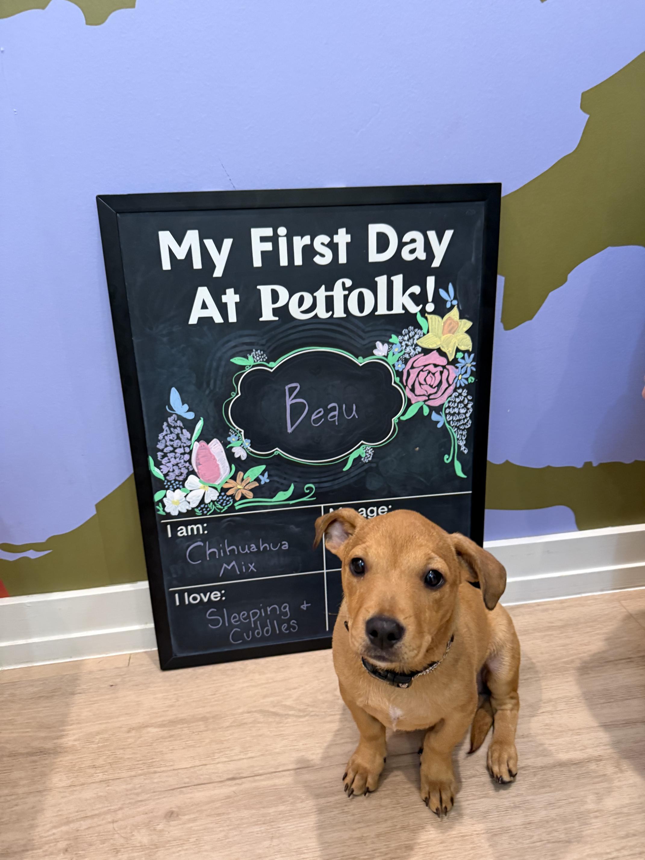 BEAU, an adoptable mixed breed in Newborn, GA image 3/6
