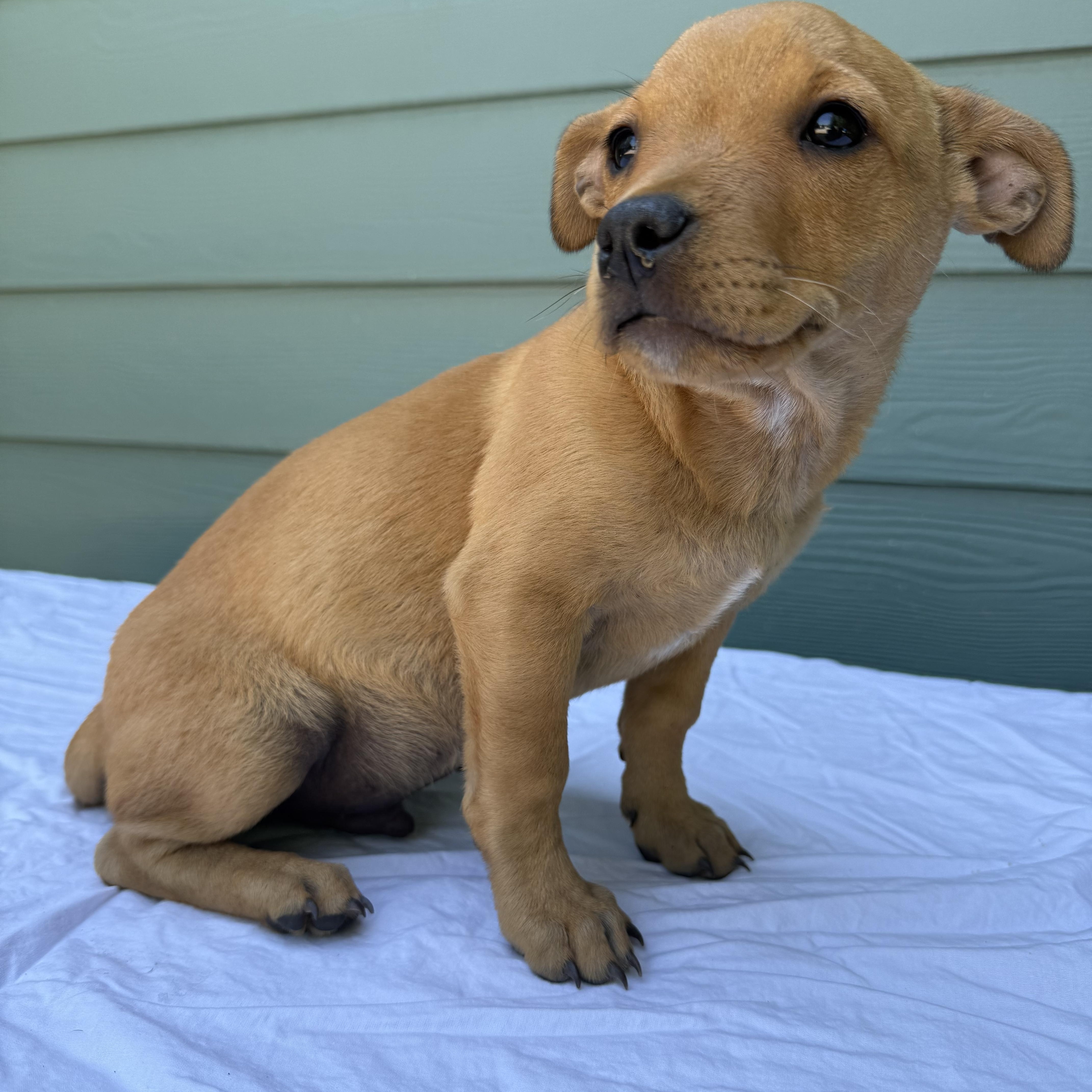 BEAU, an adoptable mixed breed in Newborn, GA image 4/6