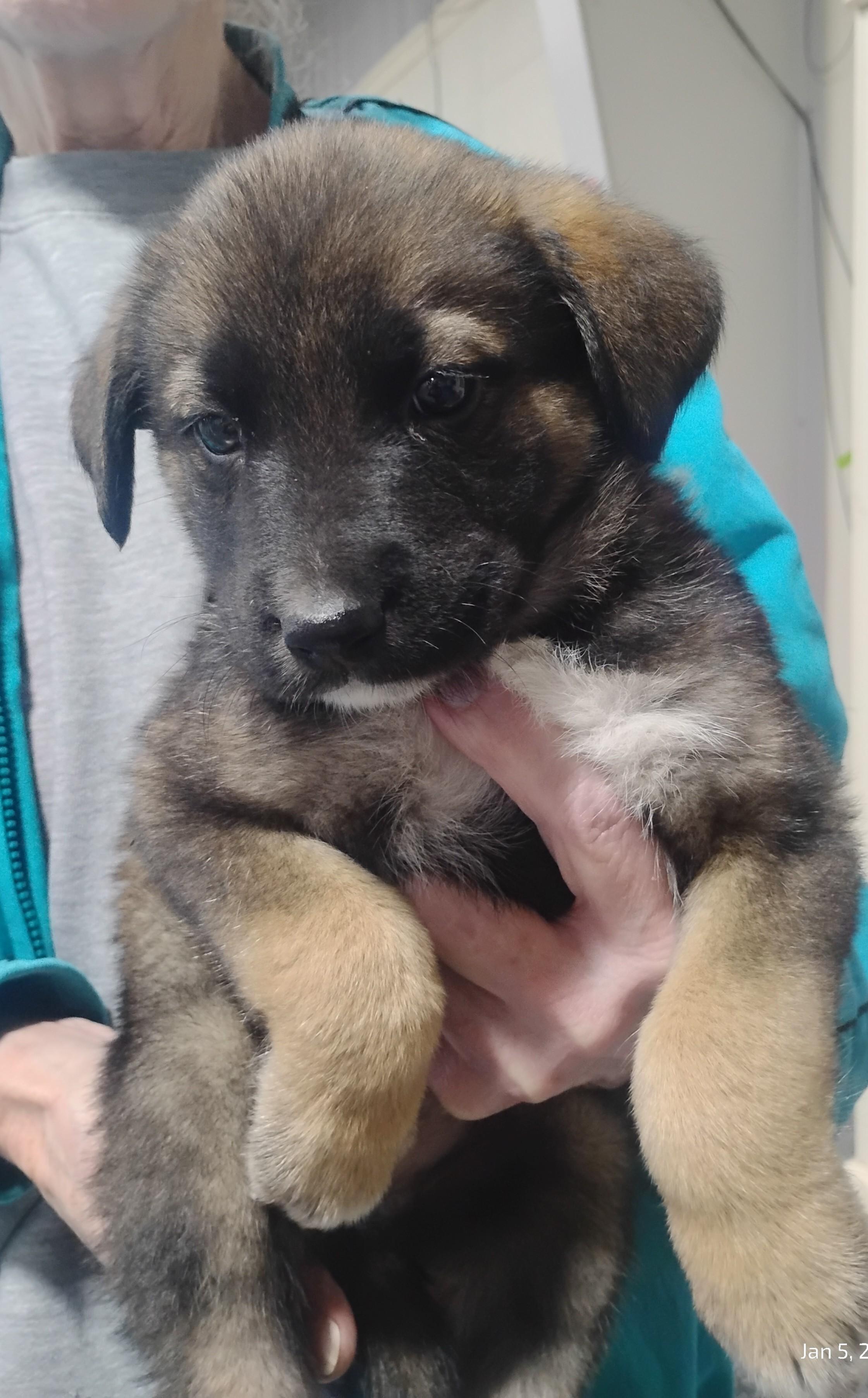 Crash, ADOPTABLE, Puppy Male German Shepherd Dog.