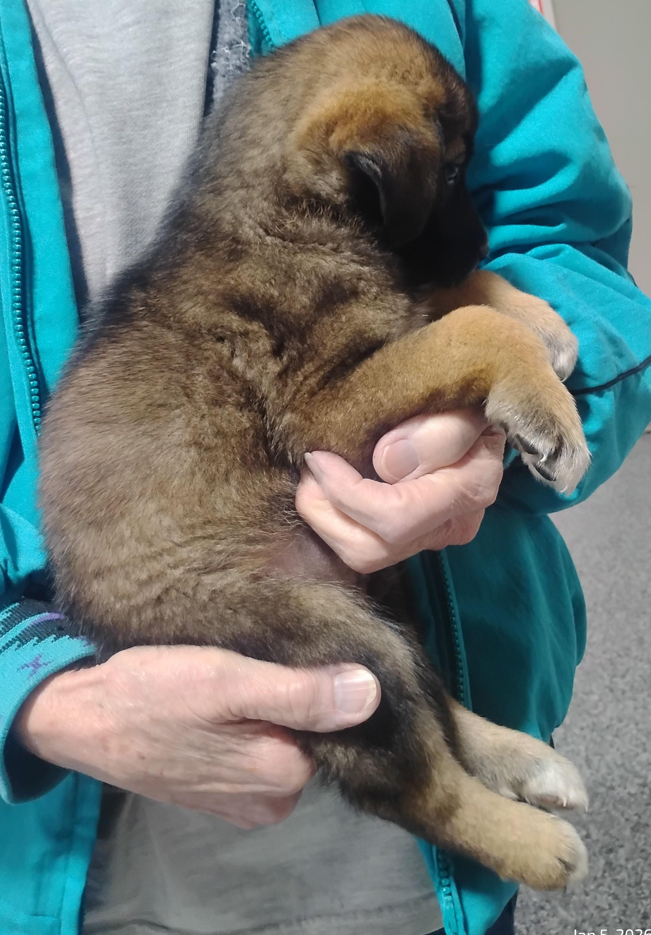 Enlarge Crash, a ADOPTABLE mixed breed in Sulphur, OK image 2/2