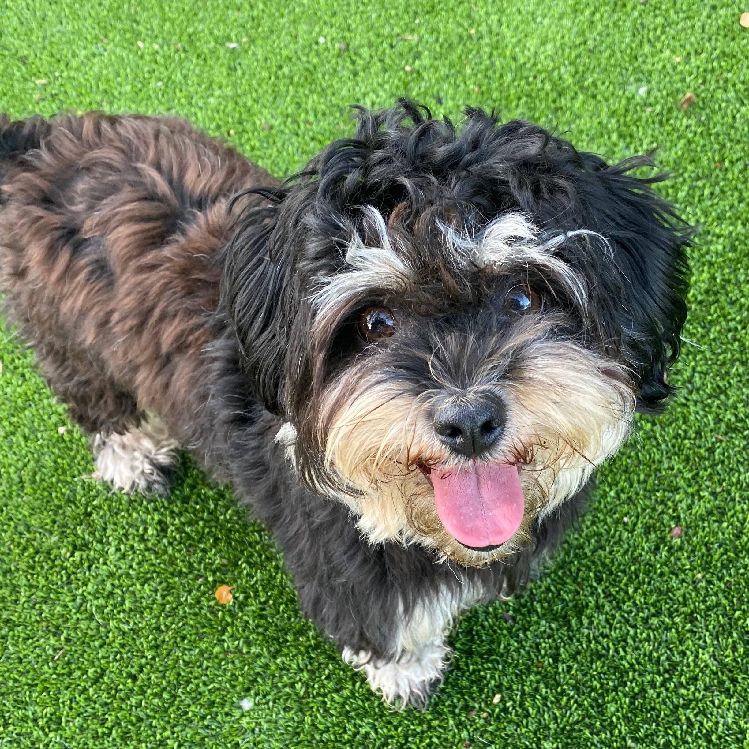 Enlarge Buffy, an adopted mixed breed in Fremont, CA image 1/1