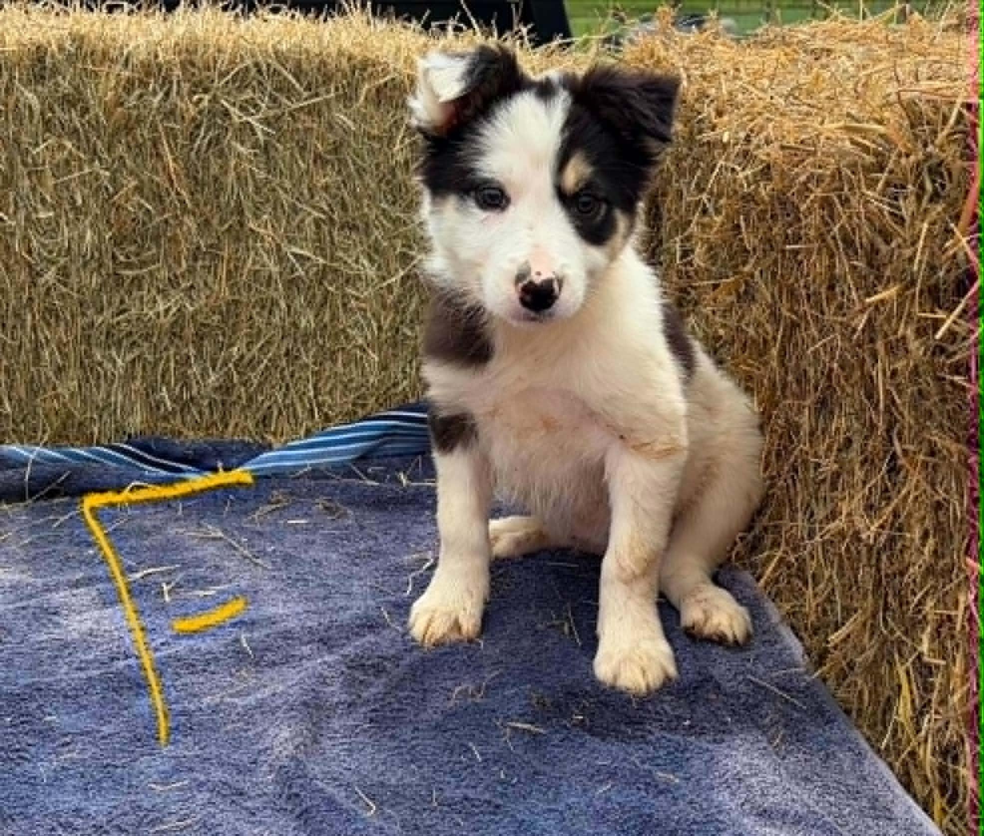 Border Collie Litter Females, a Adoptable Border Collie in Seymour, IN image 3/4