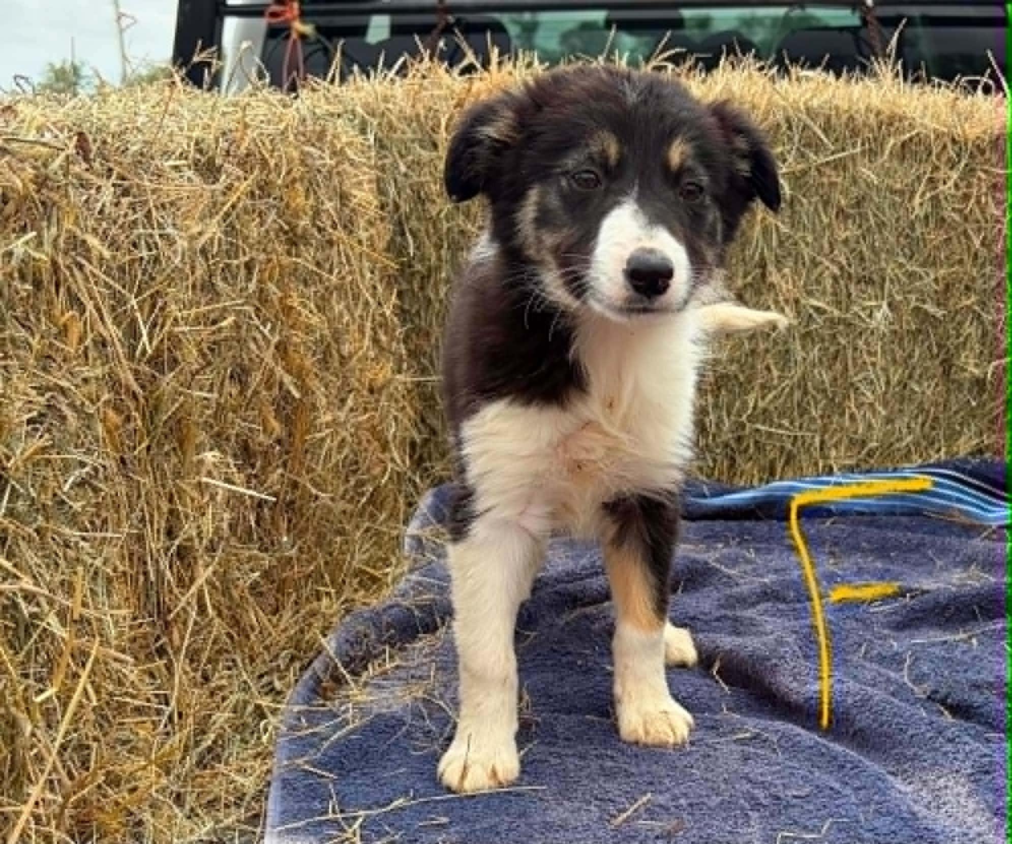 Border Collie Litter Females, a Adoptable Border Collie in Seymour, IN image 2/4