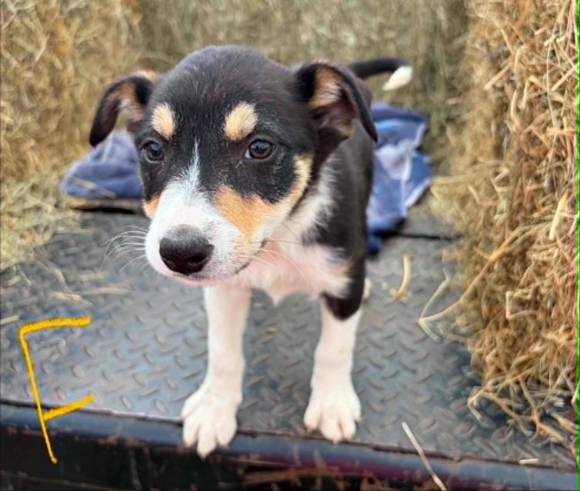 Border Collie Litter Females, a Adoptable Border Collie in Seymour, IN image 4/4