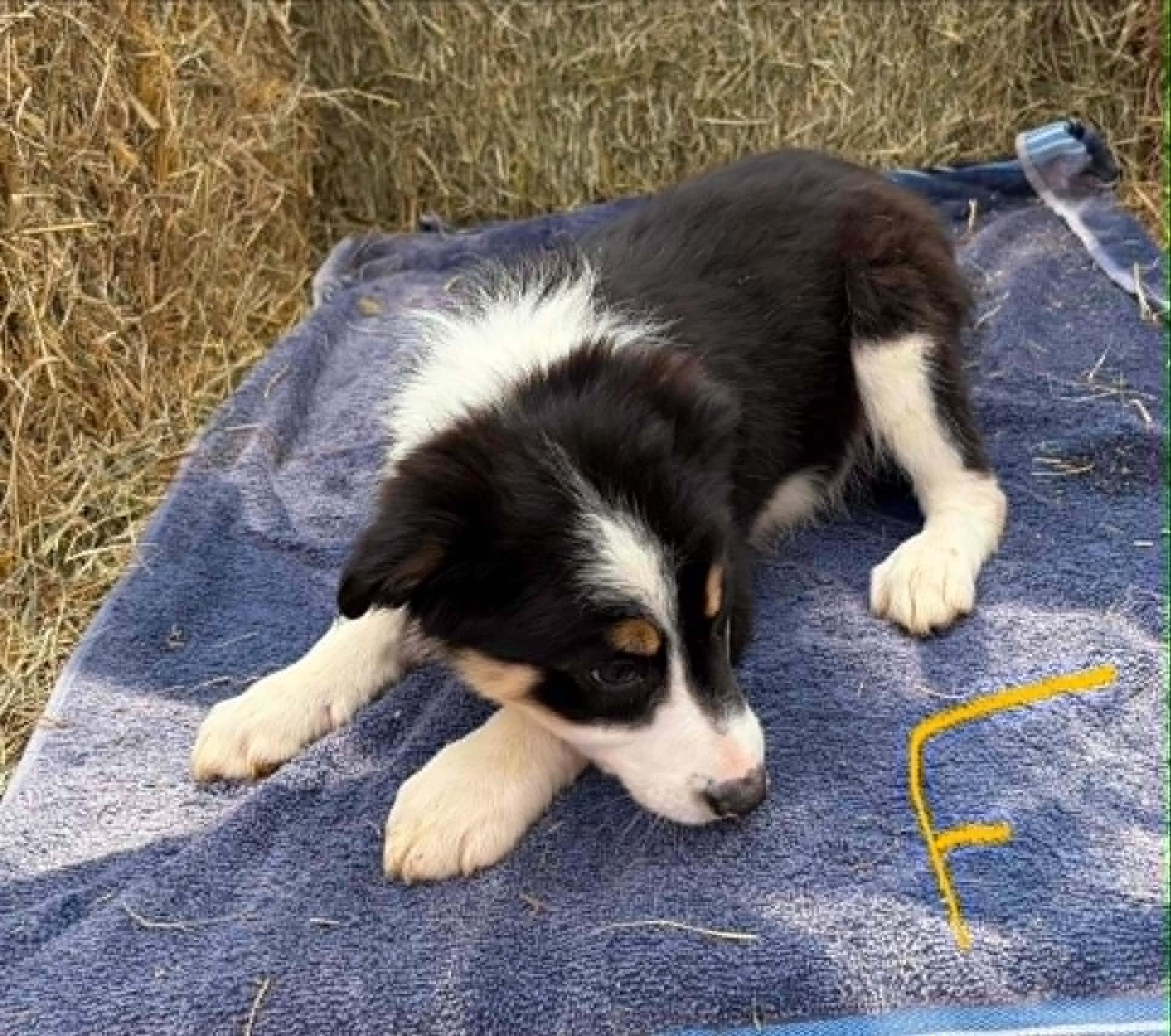 Border Collie Litter Females, a Adoptable Border Collie in Seymour, IN image 1/4