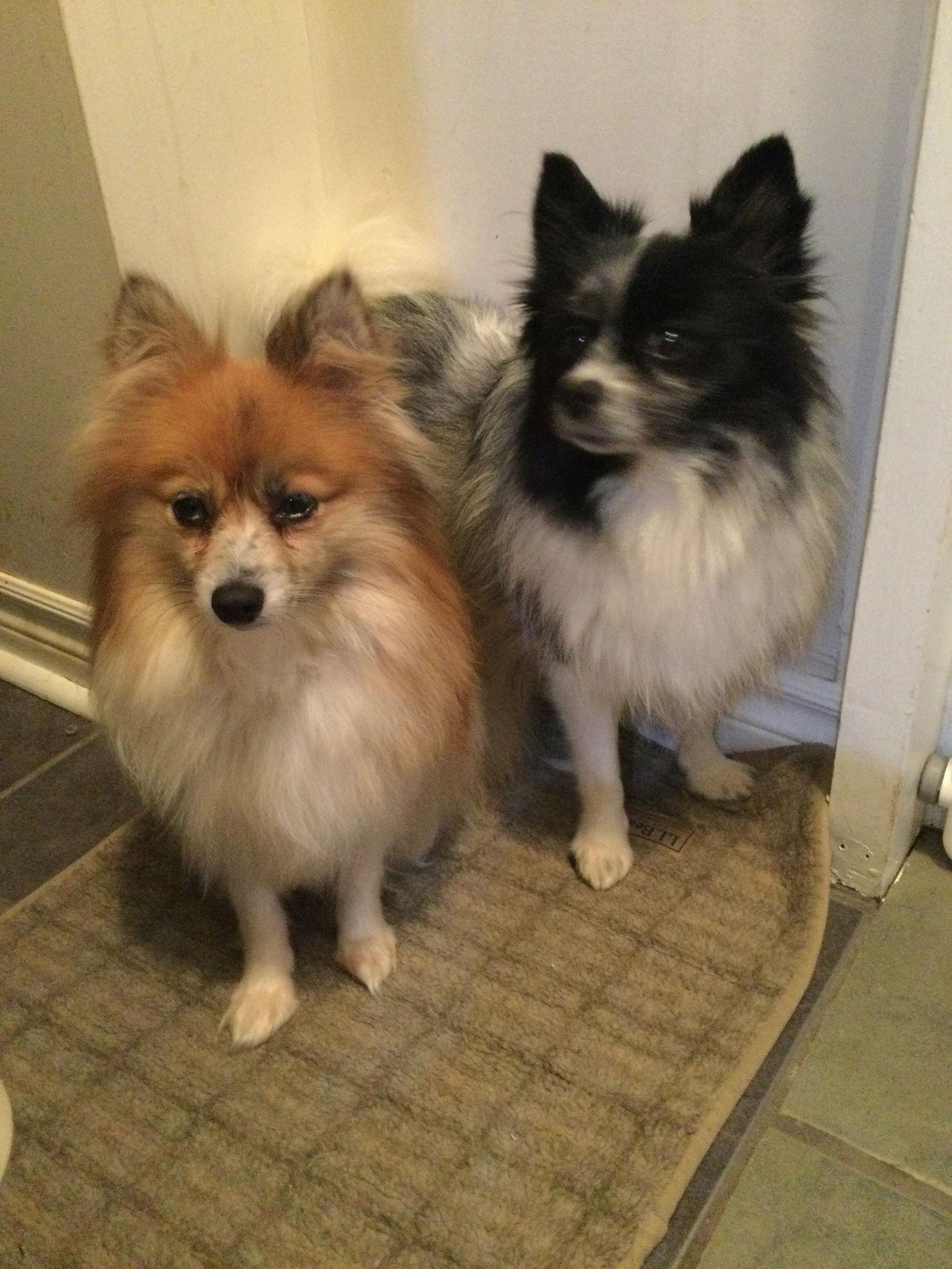 Enlarge Jessie and Junie, a Adopted Pomeranian in Etobicoke, ON image 1/3