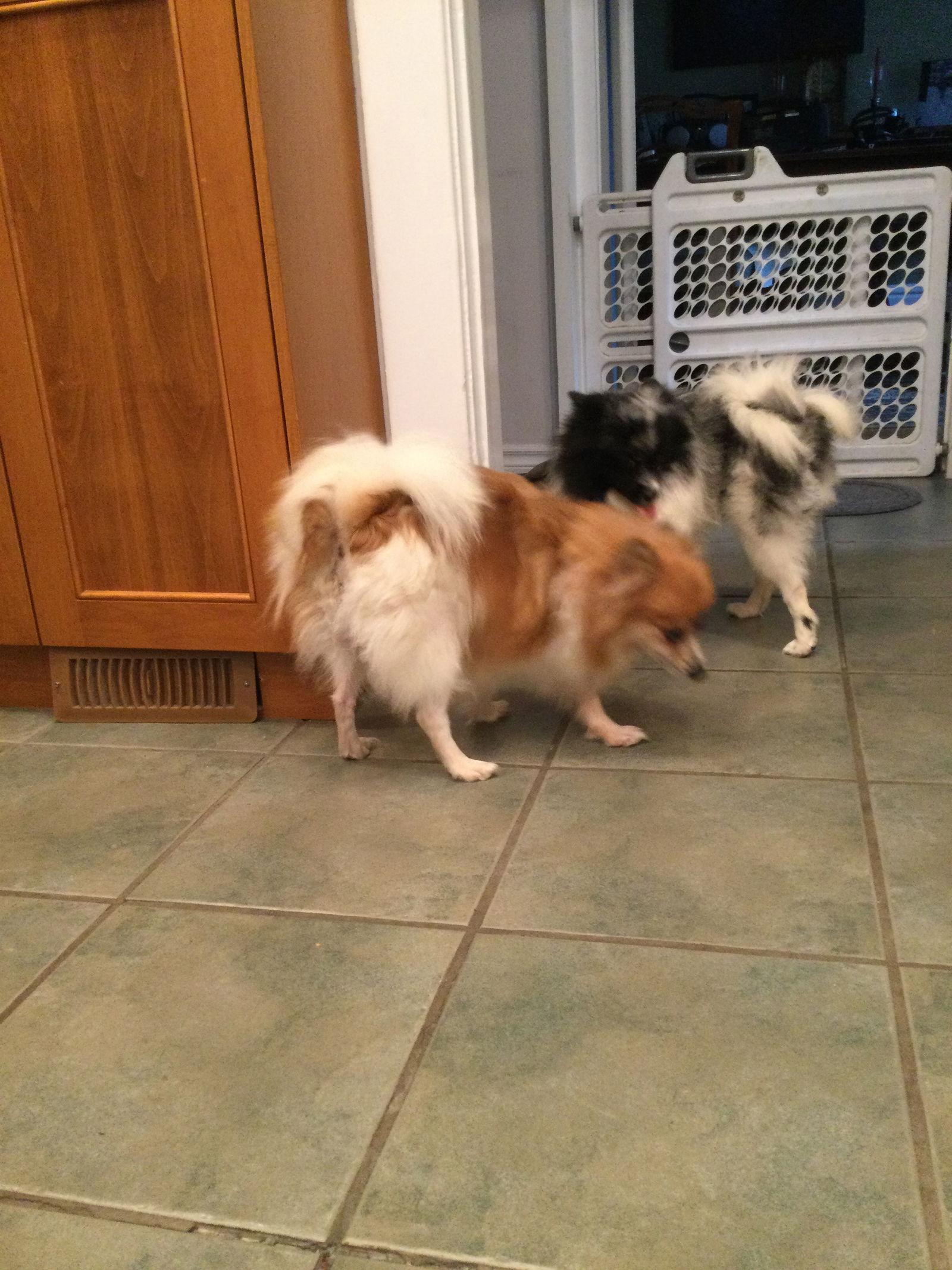 Enlarge Jessie and Junie, a Adopted Pomeranian in Etobicoke, ON image 3/3